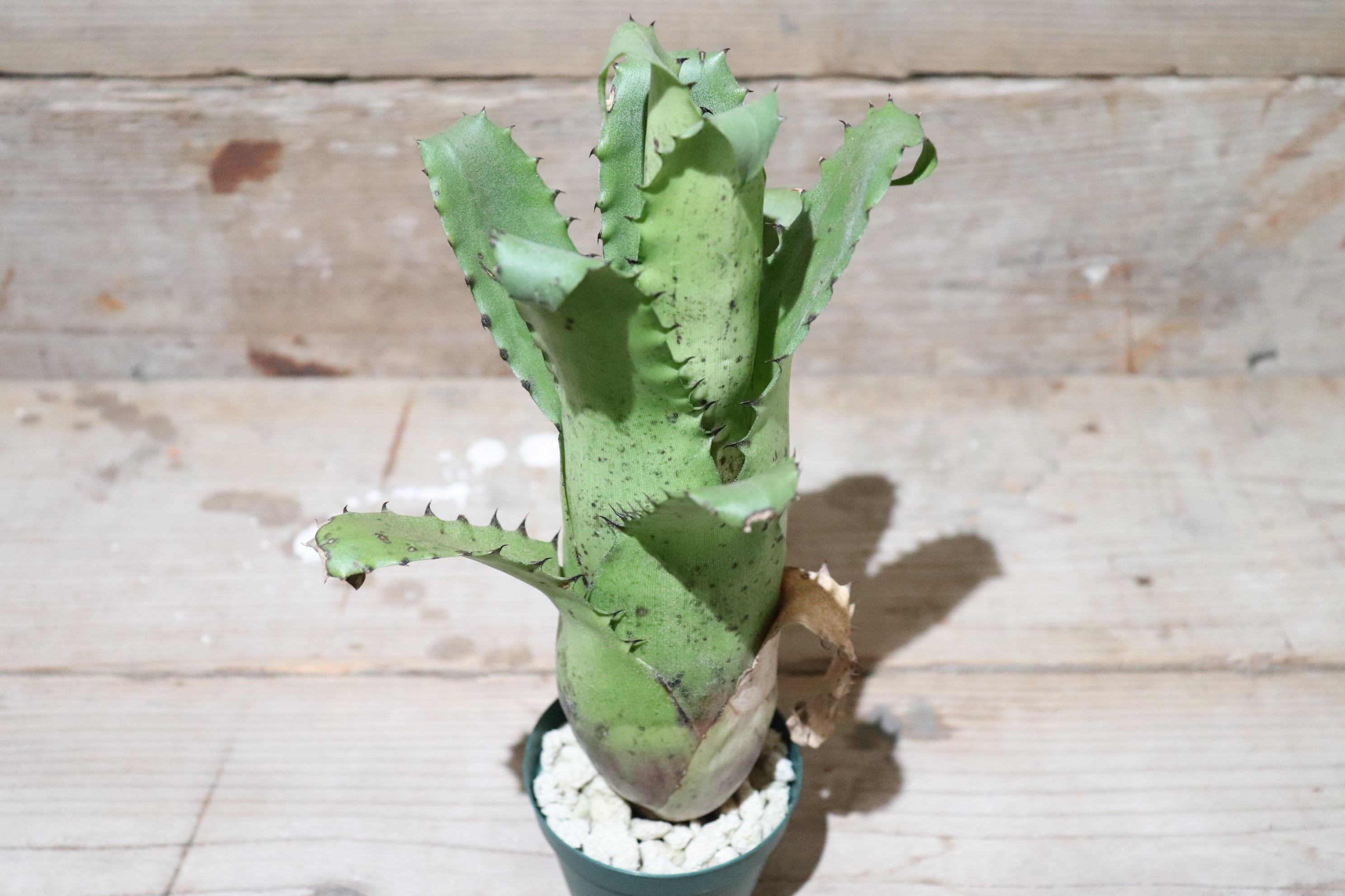 Hohenbergia　magnispina　ホヘンベルギア　マグニスピナ a859e47966c95225a0060e9ebbef07