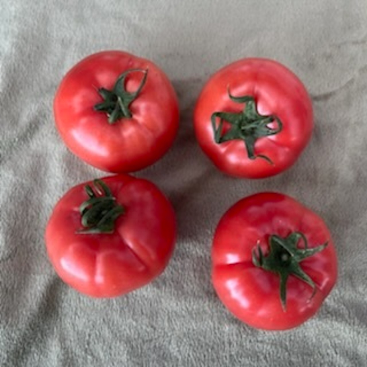 新鮮桃太郎春トマト　２０個　トレイ入り　4.5㎏以上  ４４００円