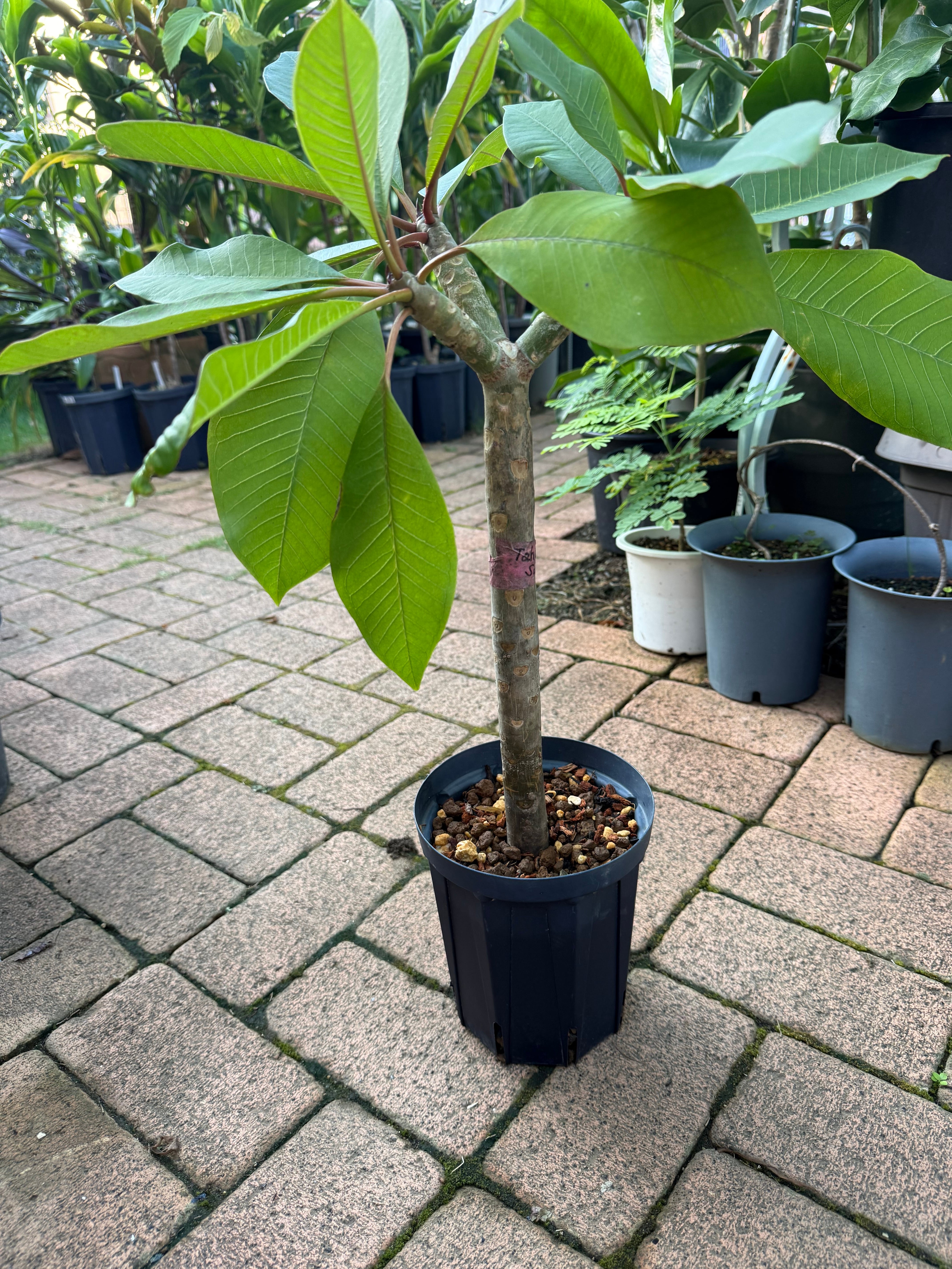 当園産プルメリア】希少品種 Tahitian Sunset 5号pot （発根苗