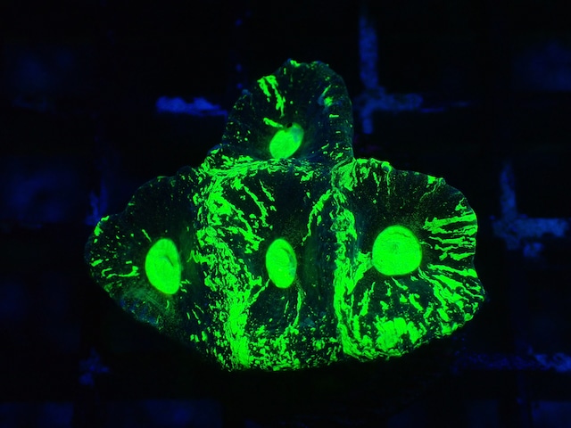 Goniastrea Frag 7"