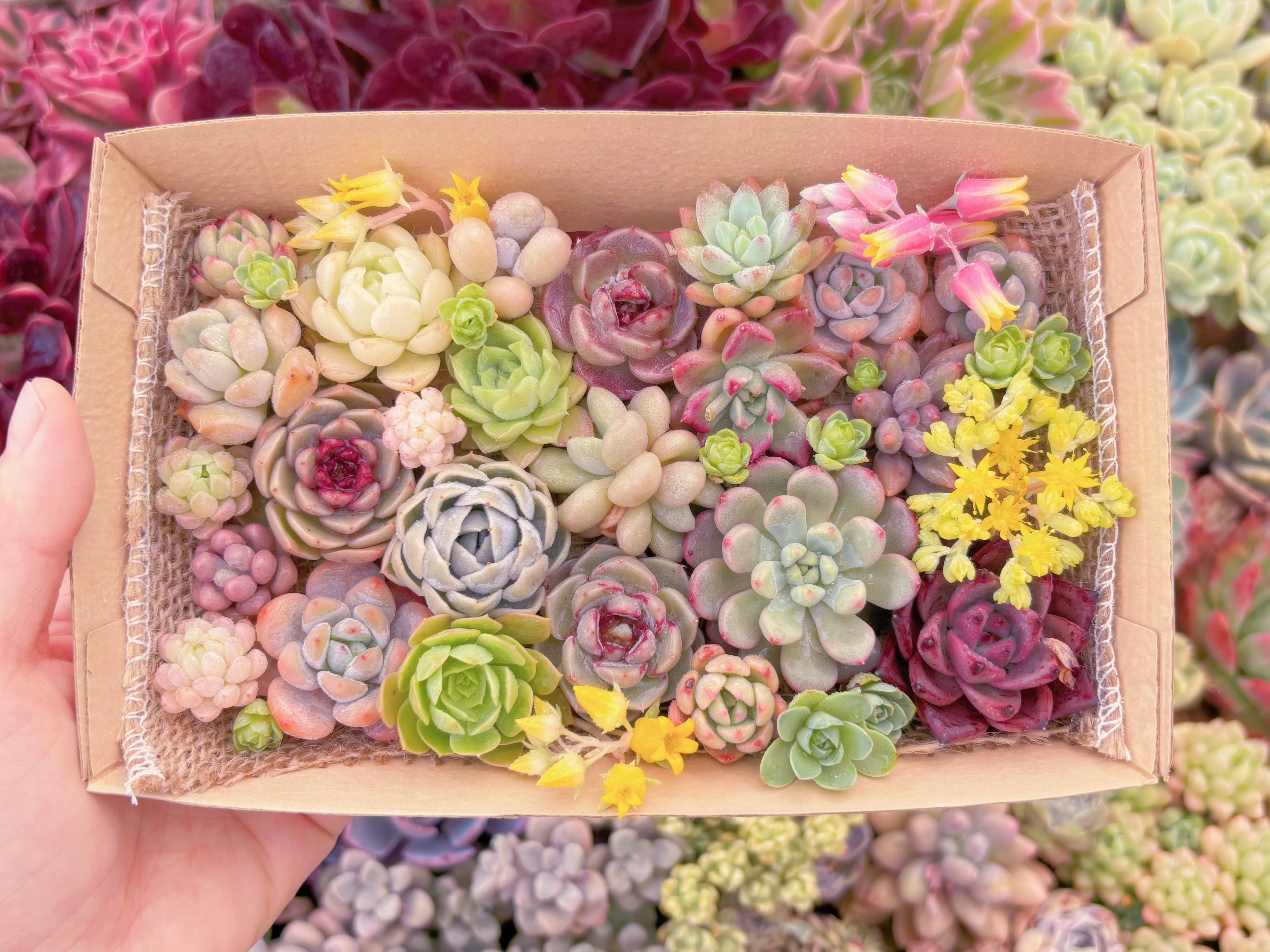 現品　寄せ植えセット#1152　12cmx20cm　るる農園