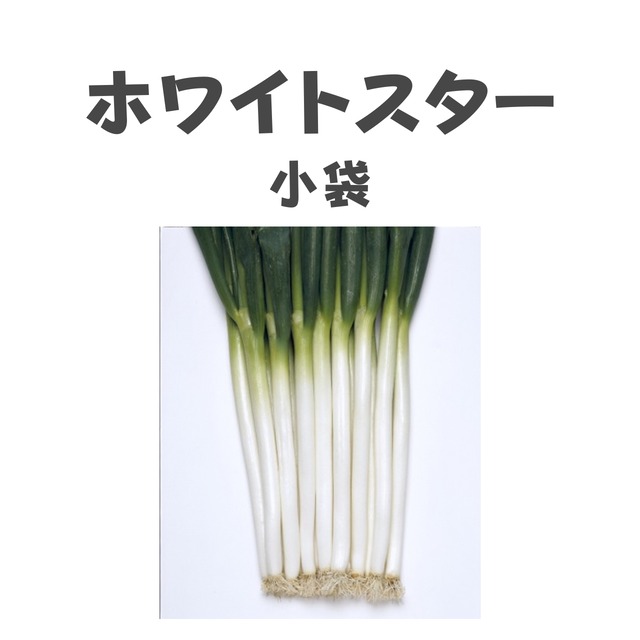 ホワイトスター　ネギ種子・小袋