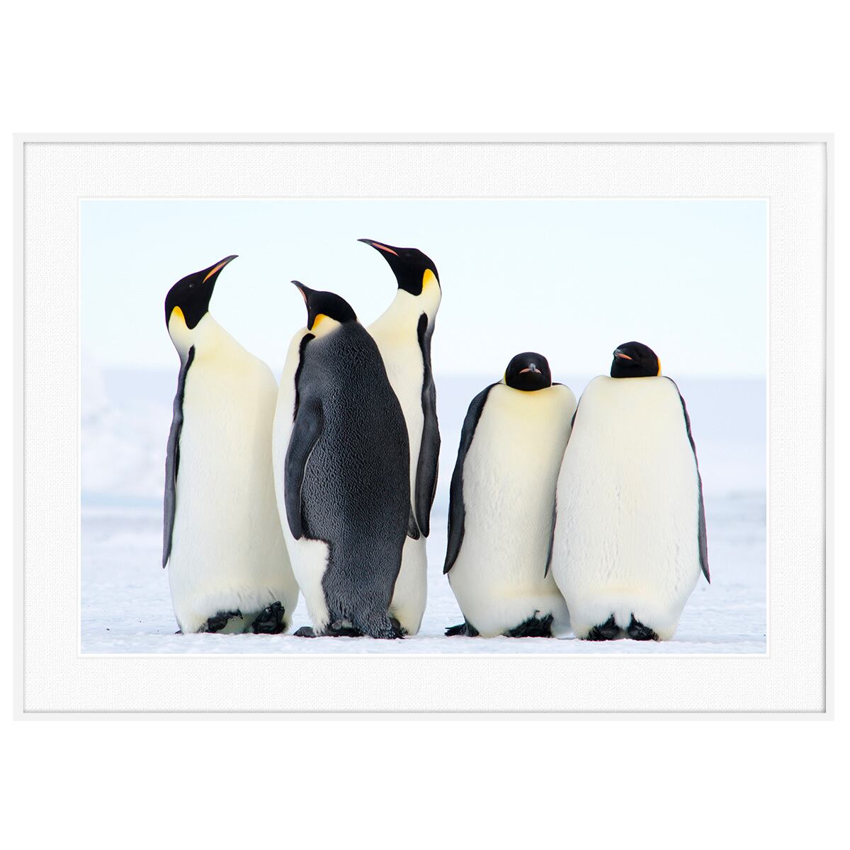 動物写真 南極大陸の皇帝ペンギンたち インテリア モノクロアートポスター額装 AS3238