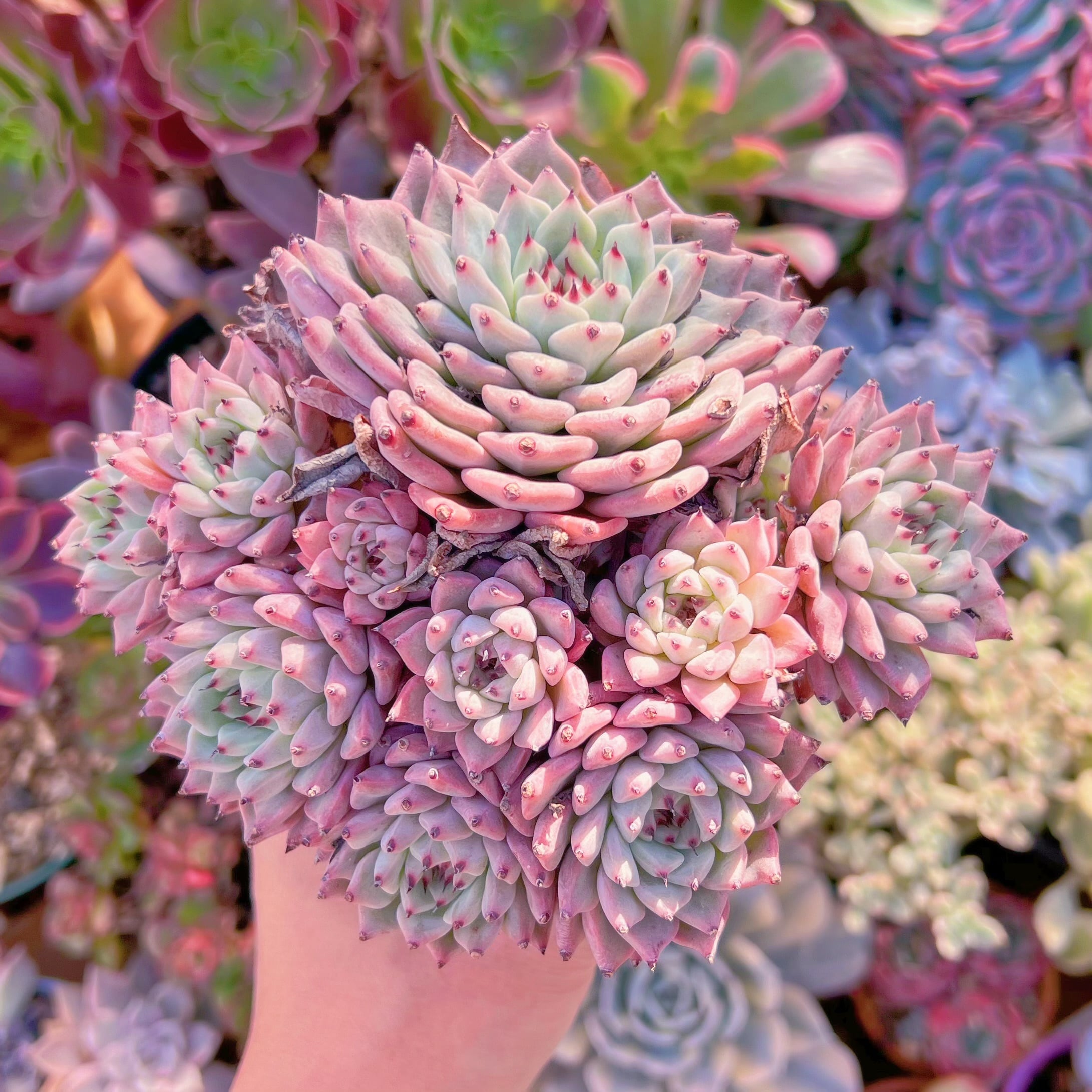 多肉植物　ザラゴーサ　特大群生　新入荷