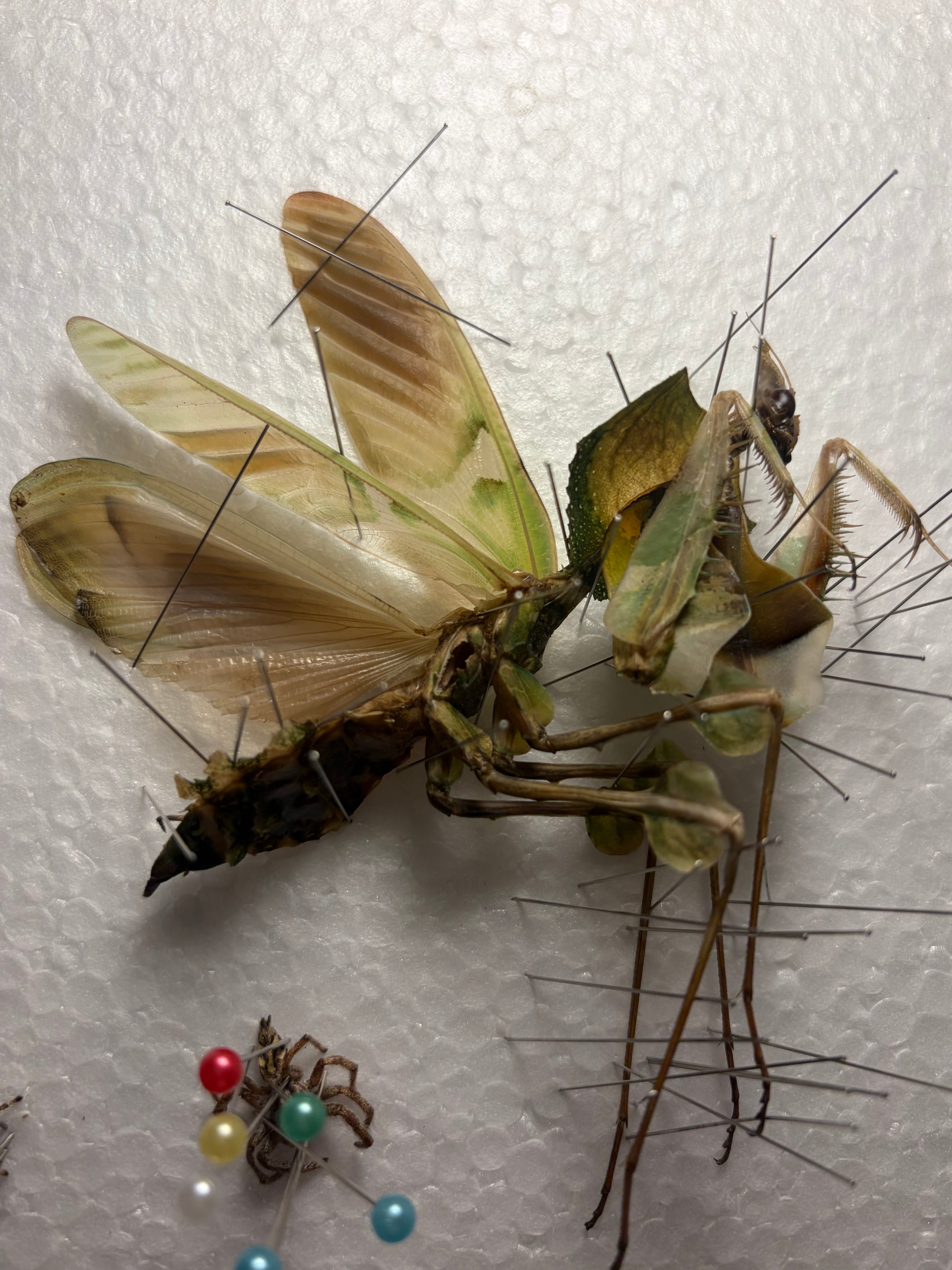 半立体標本】ニセハナマオウカマキリ マンティスタランチュラムカデ