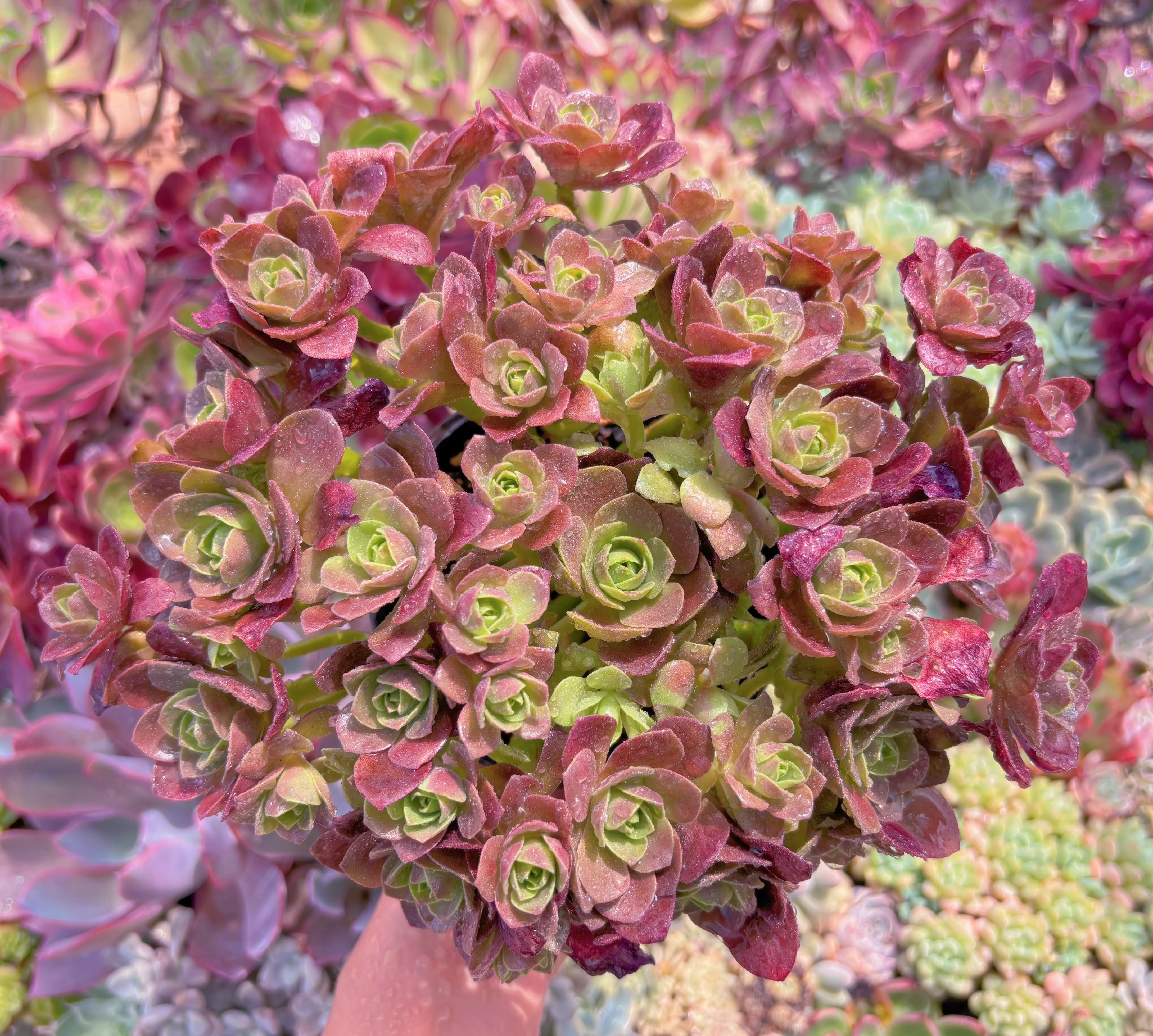 現品　マジックローズ#604　特大群生　るる農園