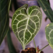 Anthurium Clarinervium × Crystallinum / アンスリウム クラリネルビウム×クリスタリナム