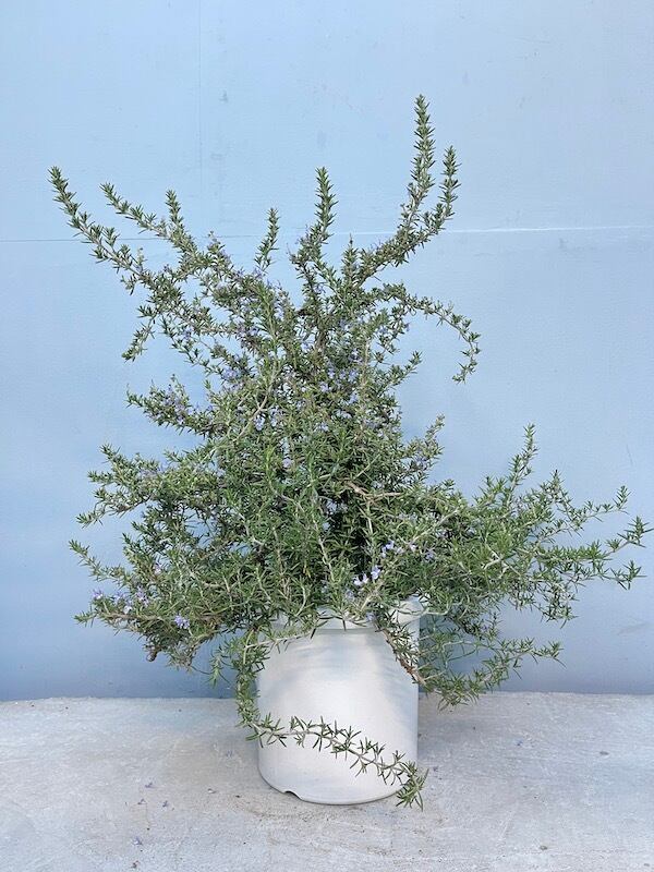 ローズマリー プロストラータス 送料税込 S B Irodorimidori Green Market