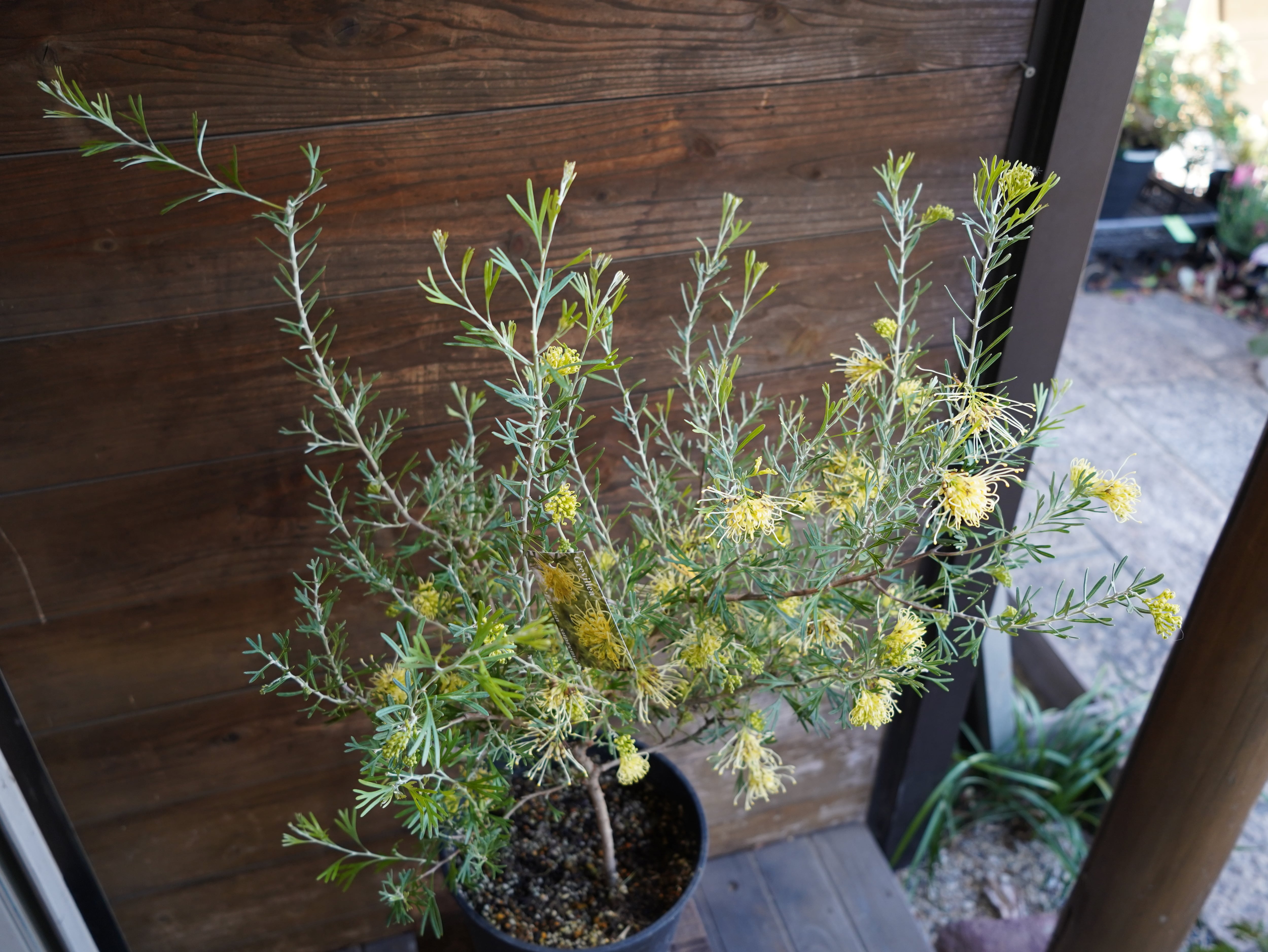 【現物】グレビレア　”レモンスプリーム”