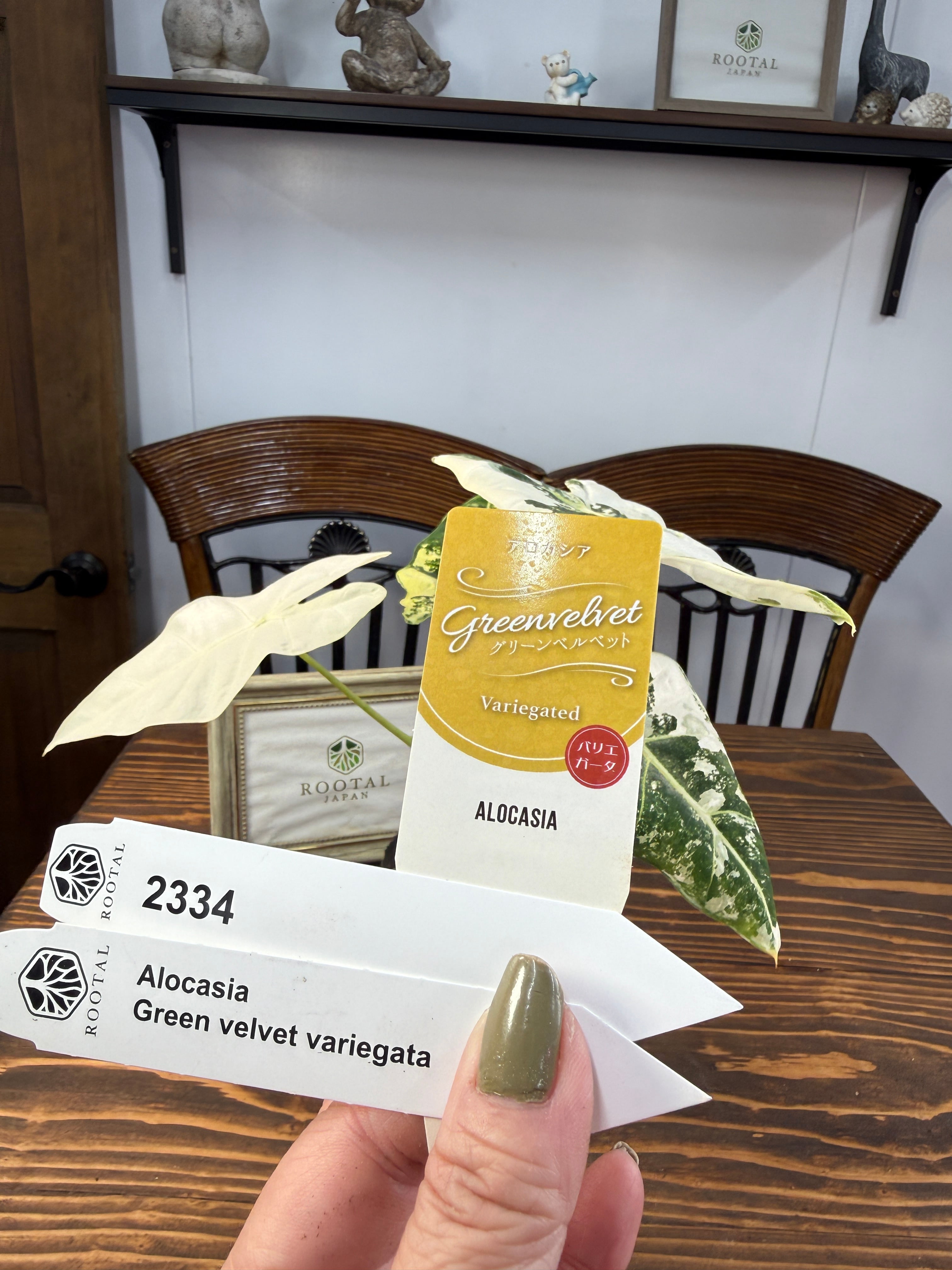★2334【超レア 極み】アロカシア グリーンベルベット バリエガータ(3.5号ポット)※少々、染みあり