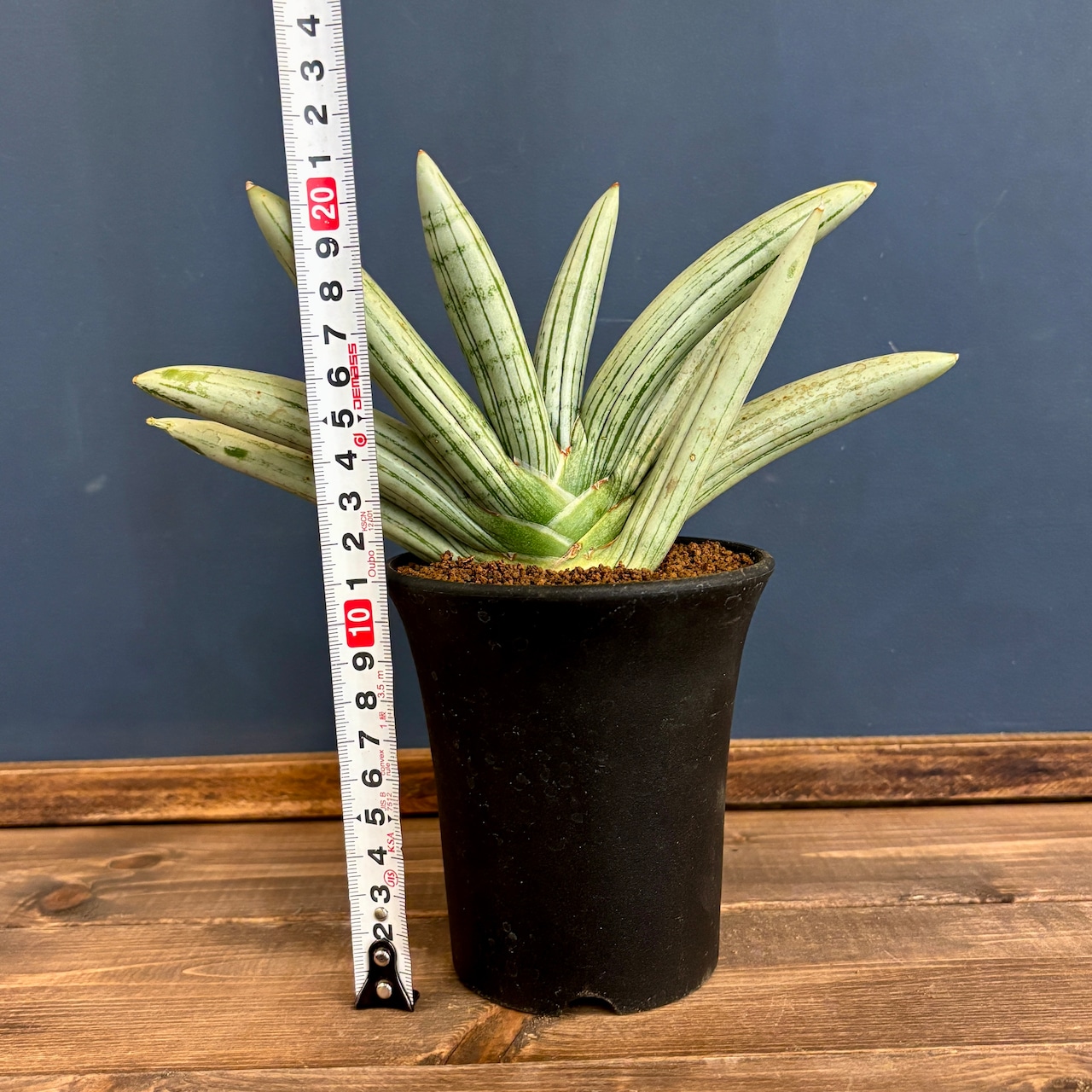 サンスベリア(サンセベリア)　アイスマン【87】