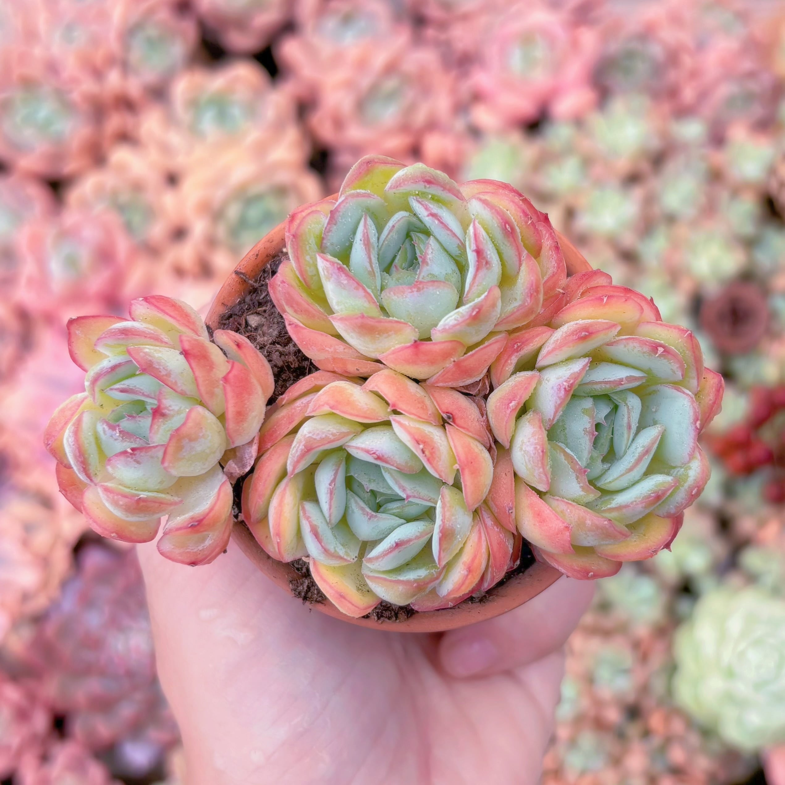 多肉植物　ストロベリーアイス　群生　新入荷　るる農園