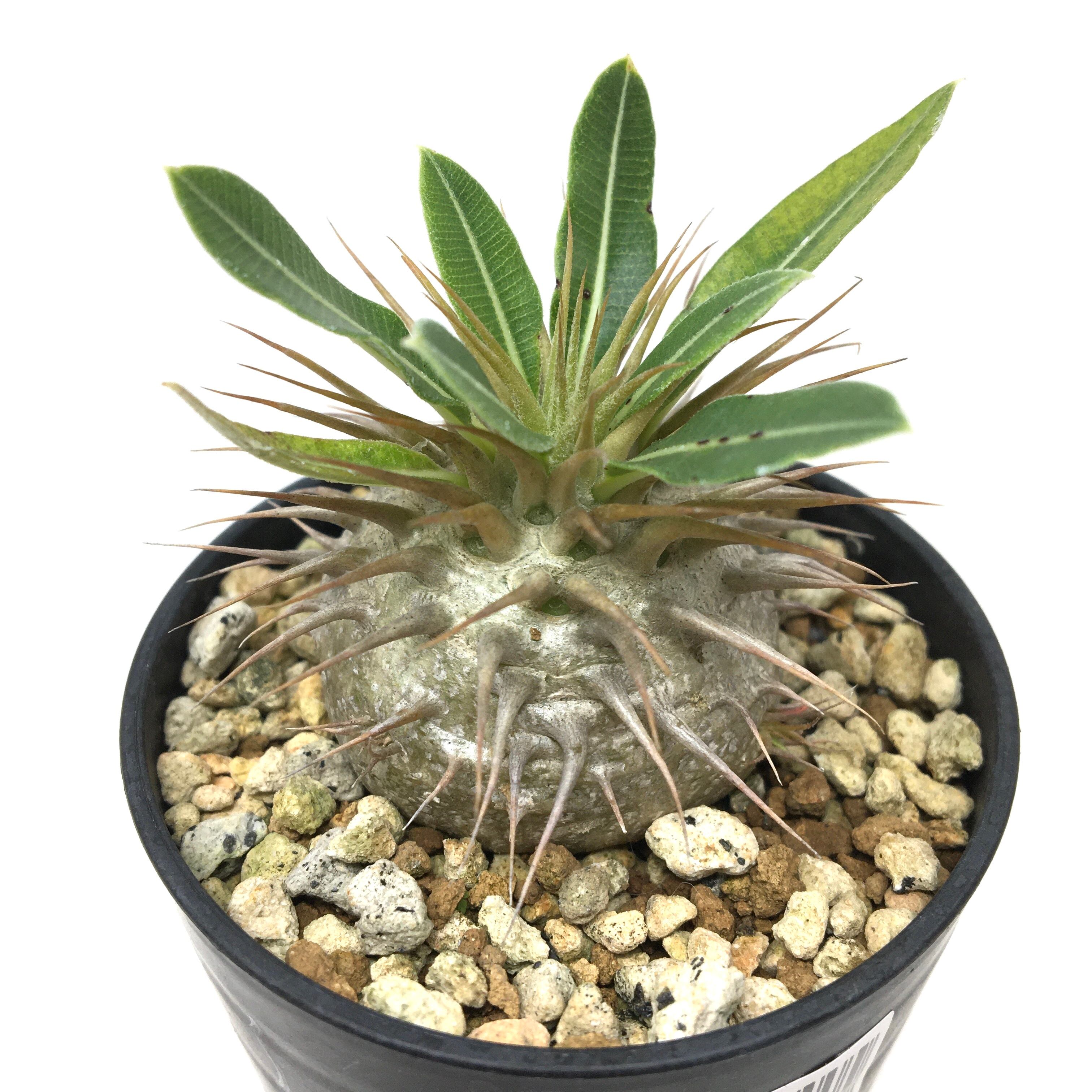 パキポディウム エブレネウム×マカイエンセ【699】