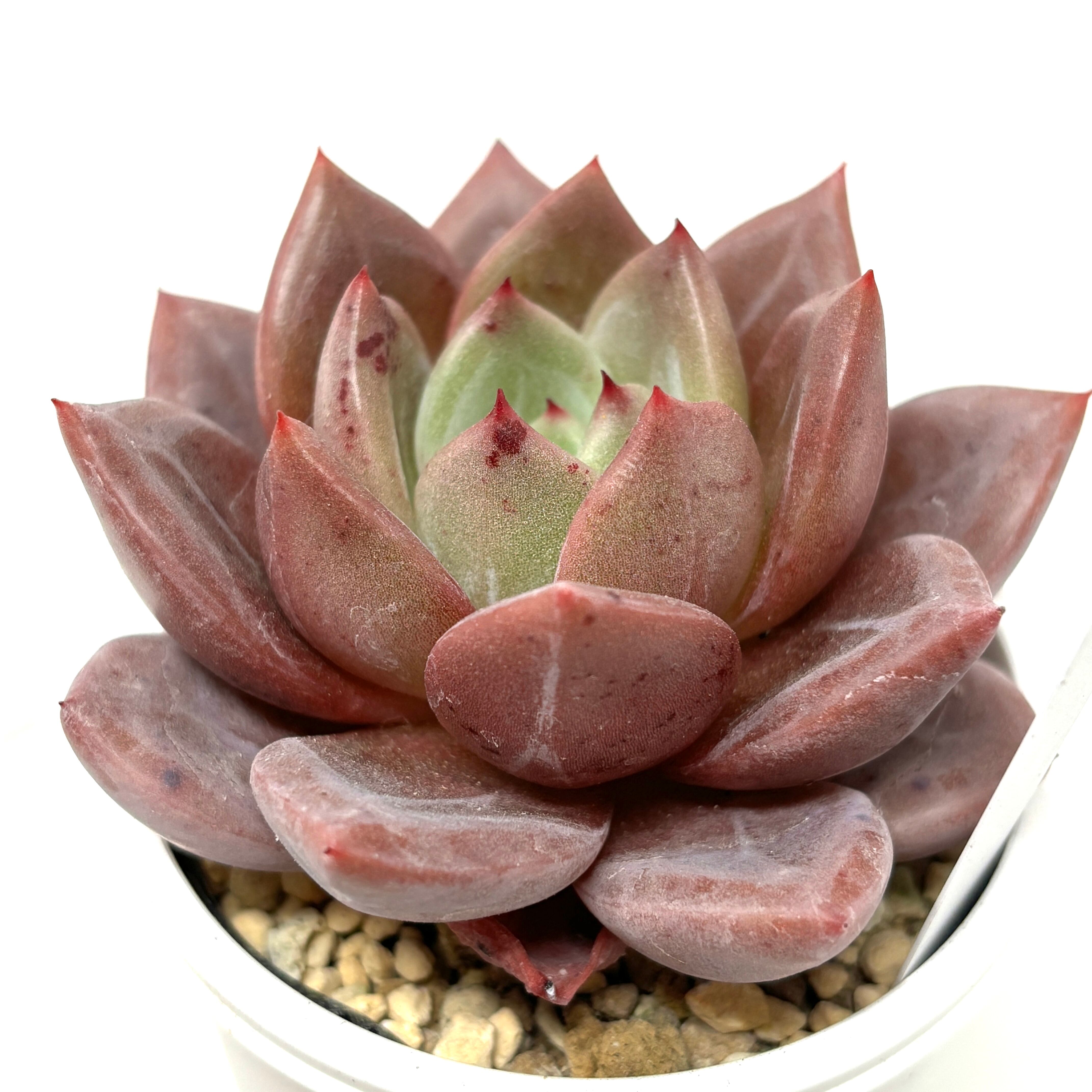 多肉植物 ぼのぼのさん苗 ぼの交配 選抜苗 ロメオ× ラウイ 札付き 極美個体