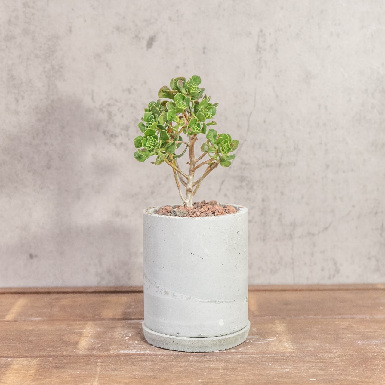 アエオニウム・チョコチップ|幹立ち姿が可愛いミニツリーのような多肉【手作りモルタル鉢仕立て】