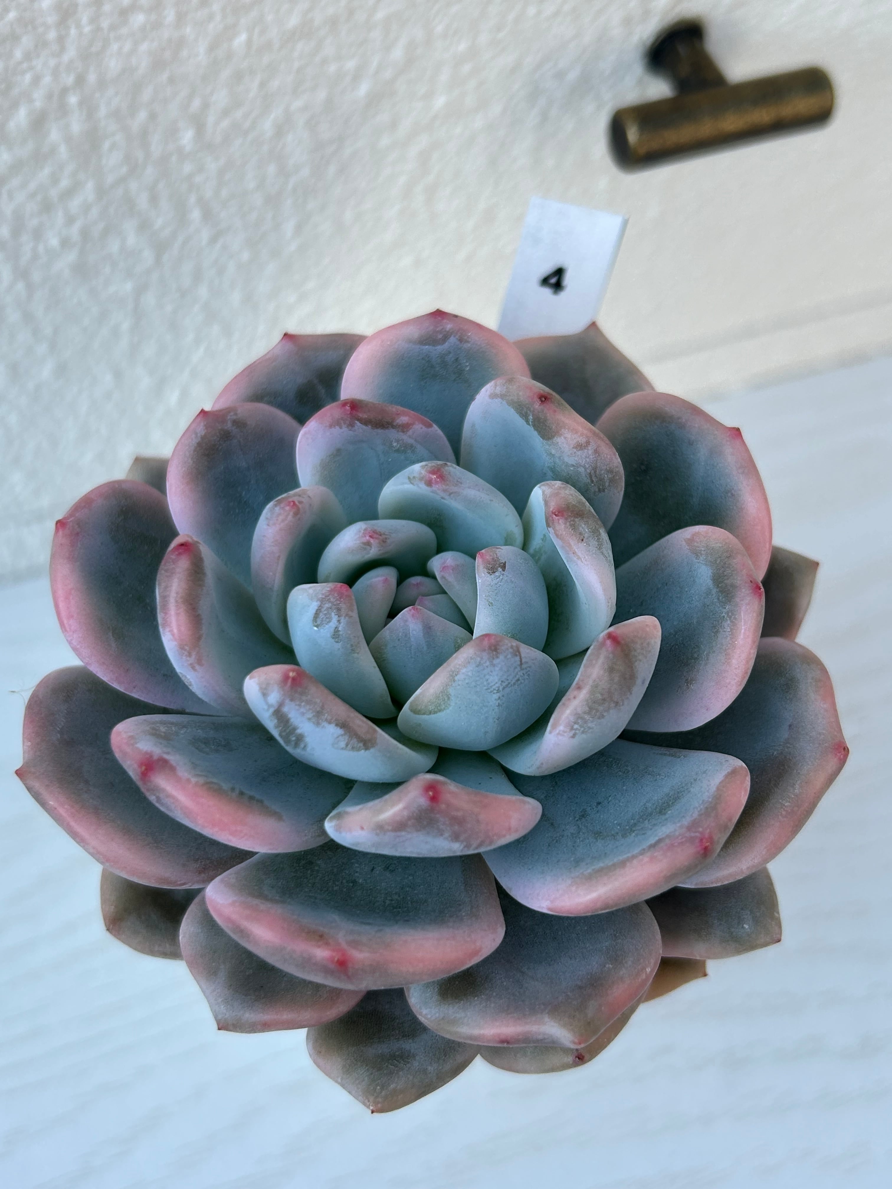 輸入苗 ☆オレンジモンロー錦No.4