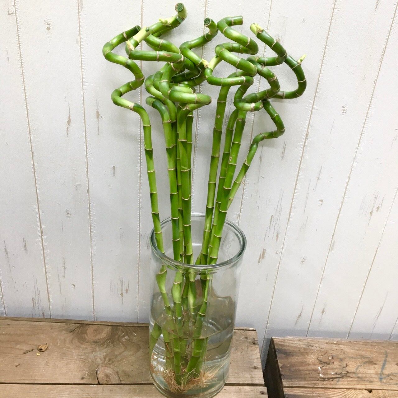人気の新製品 スパイラルバンブー 開運竹 万年竹 厳選 60cm ５本 国内正規流通品 Pceamukinyi Com