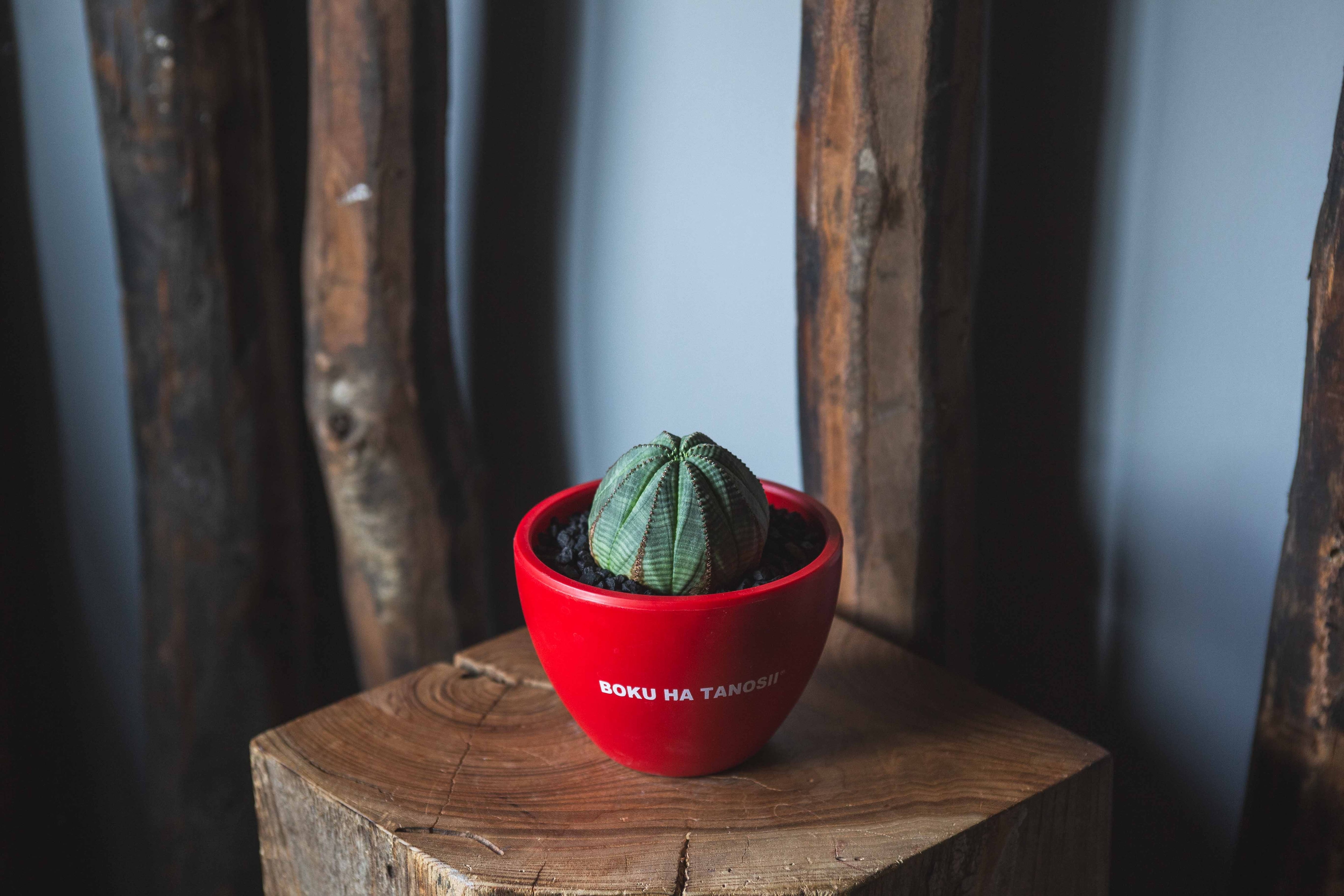 【新作】オベサ × ボクタノ鉢【BOKU HA TANOSII】Euphorbia obesa