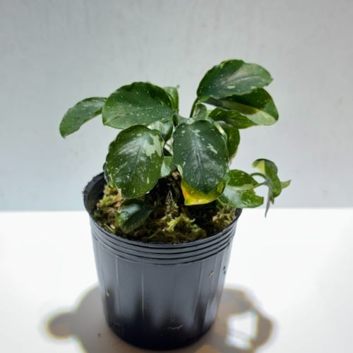 Anubias nana 'Marble' アヌビアス・ナナ ‘マーブル’