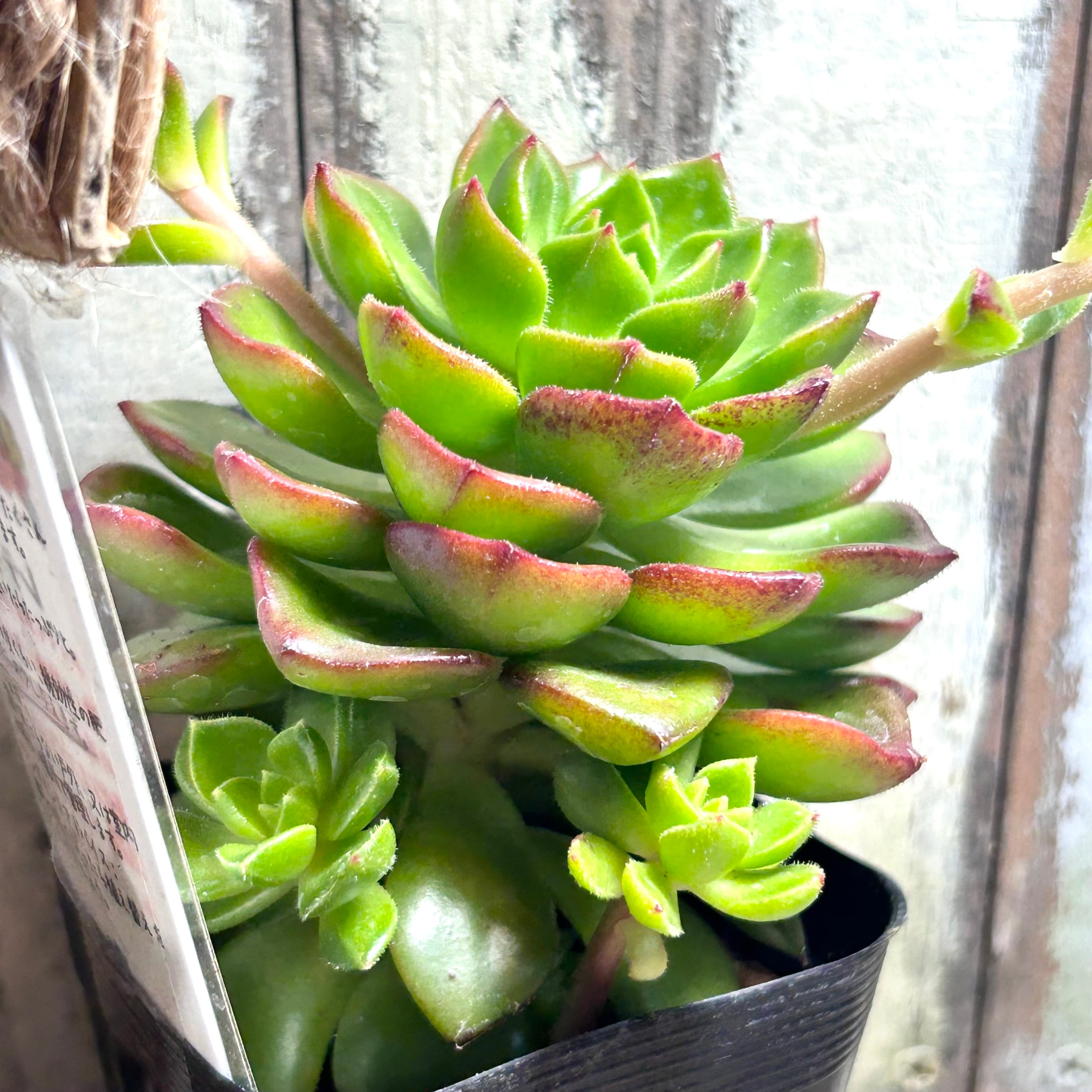レディジア | RuPo 多肉植物専門店