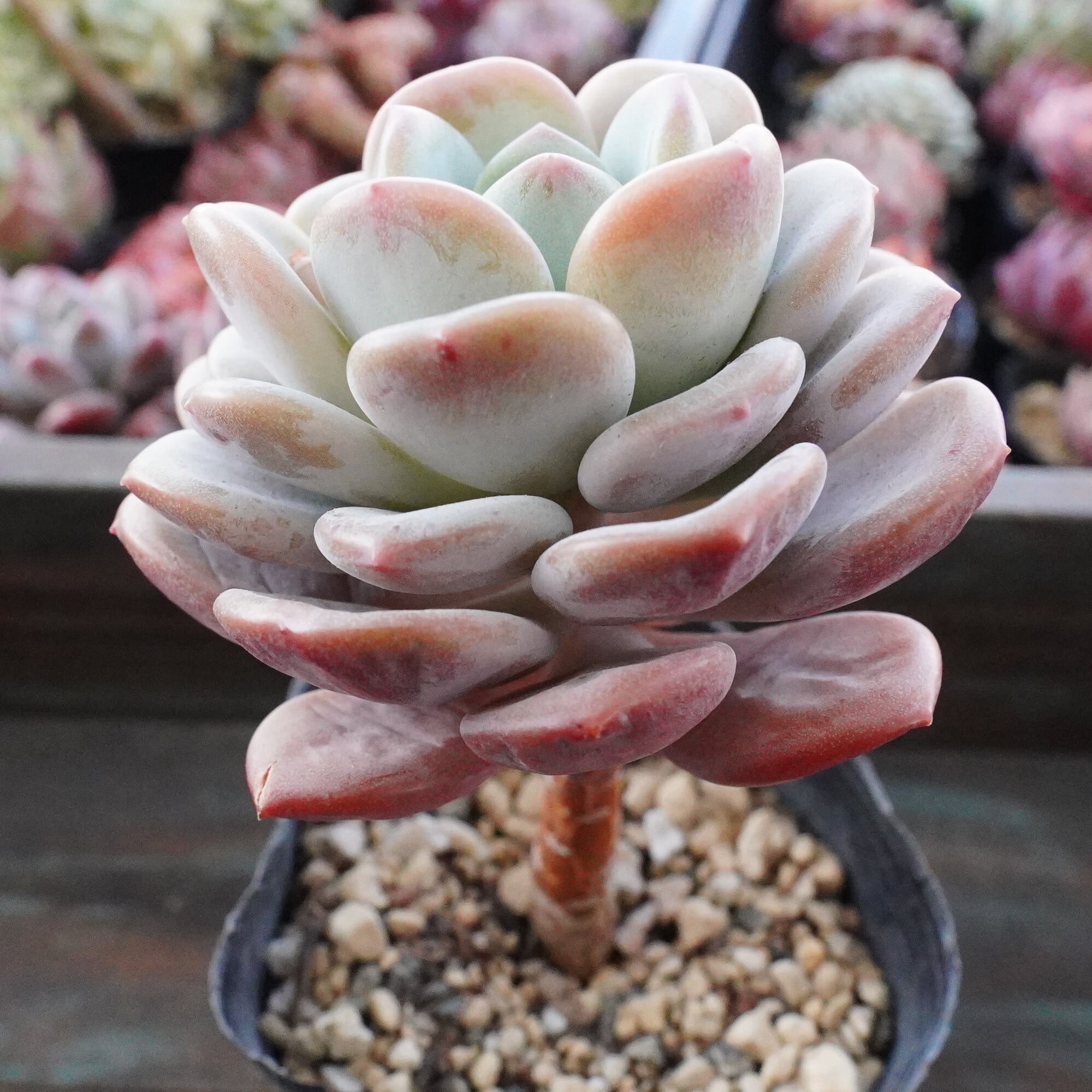 多肉植物 | E-TANIKU