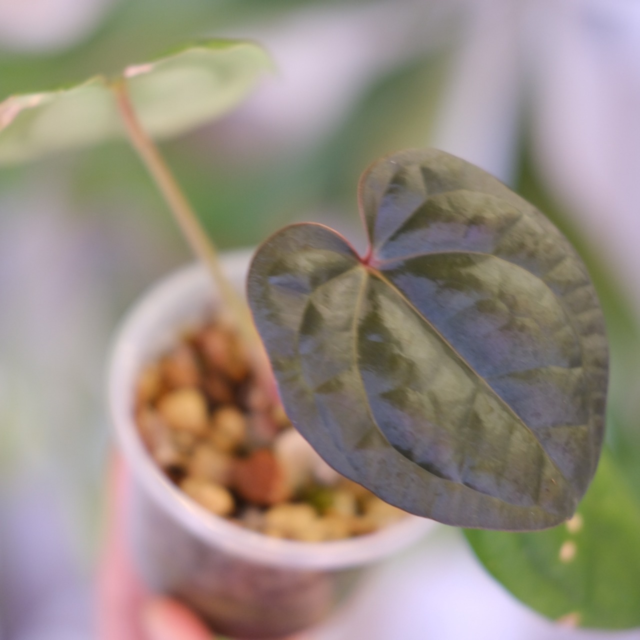 Anthurium luxurians × Anthurium magnificum ‘Silver’ SKG｜アンスリウム｜観葉植物