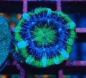 Lordhowensis Baby Green 4