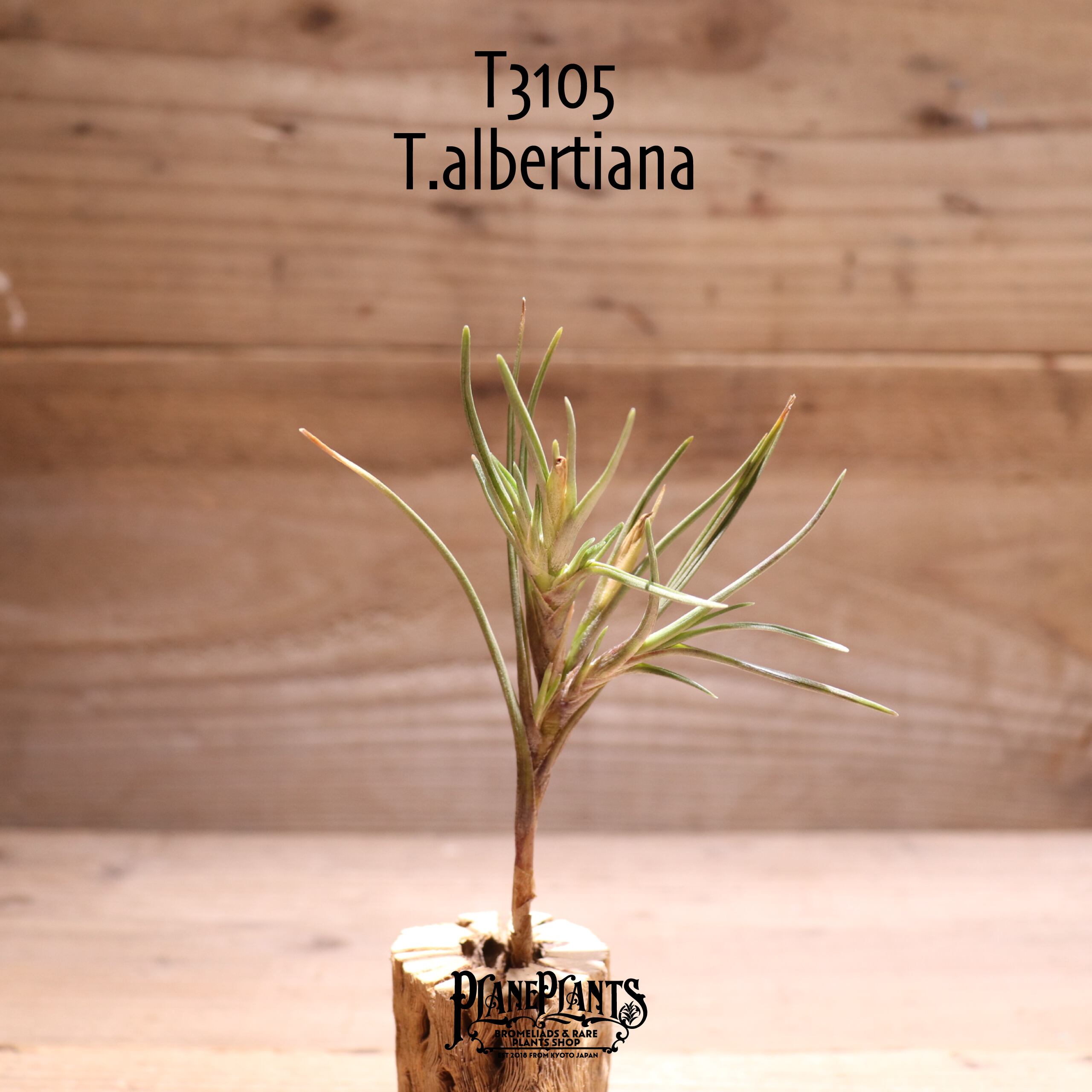 【送料無料】albertiana〔エアプランツ〕現品発送T3105