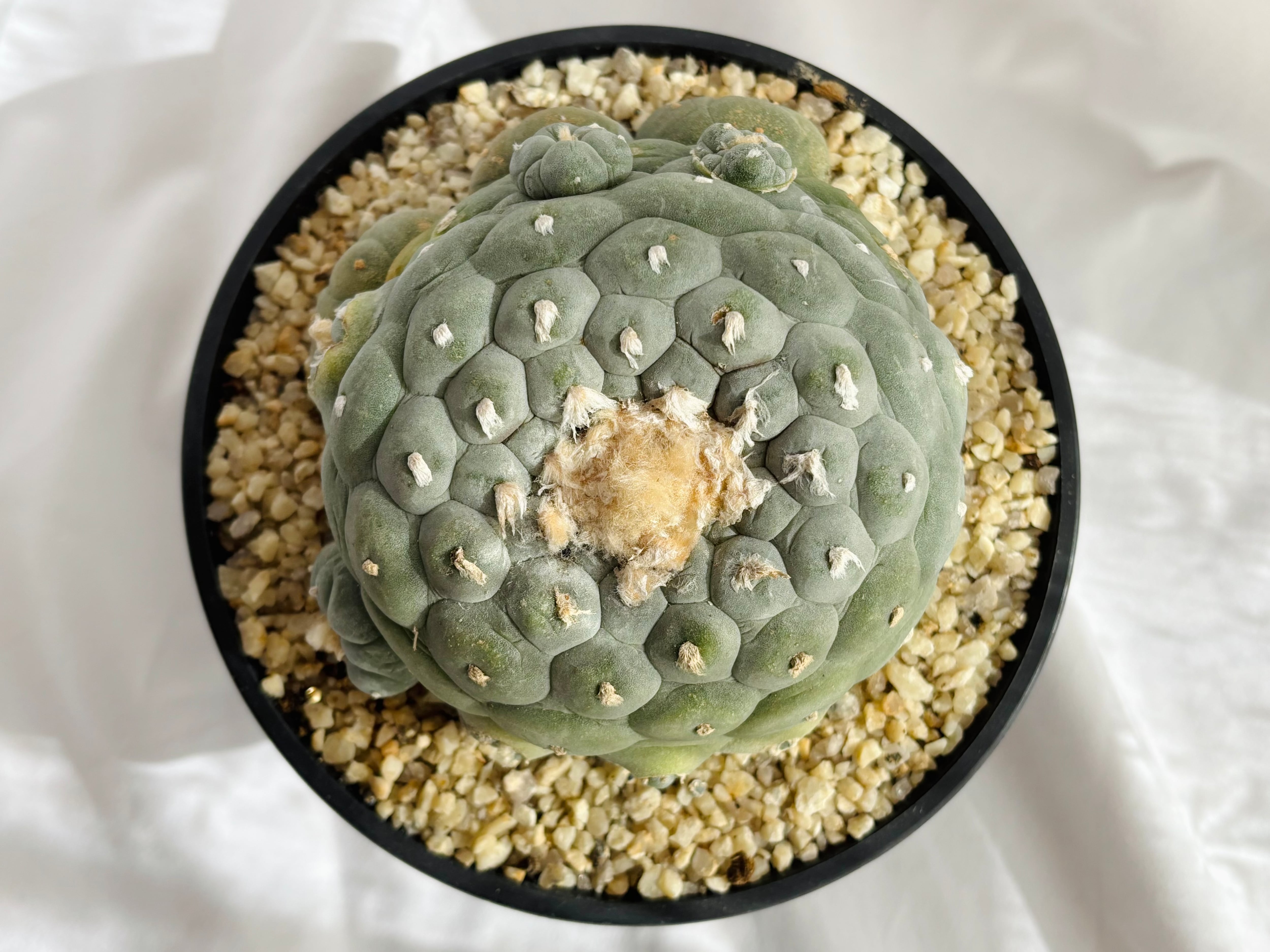 サボテン 多肉植物 （13#） 銀冠玉綴化 カキコ自根 サボテン 多肉植物