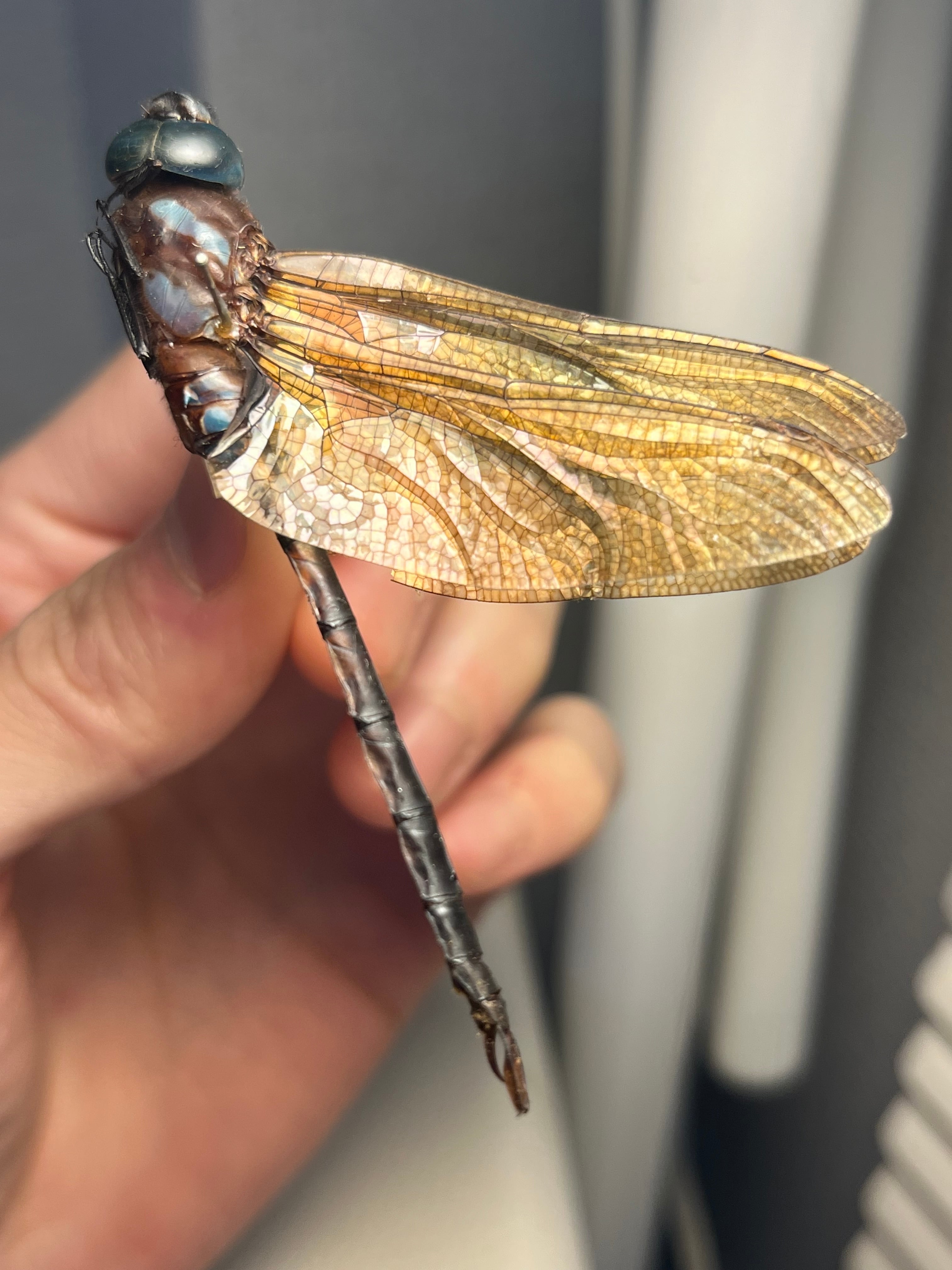 標本 | オモニキチュウ