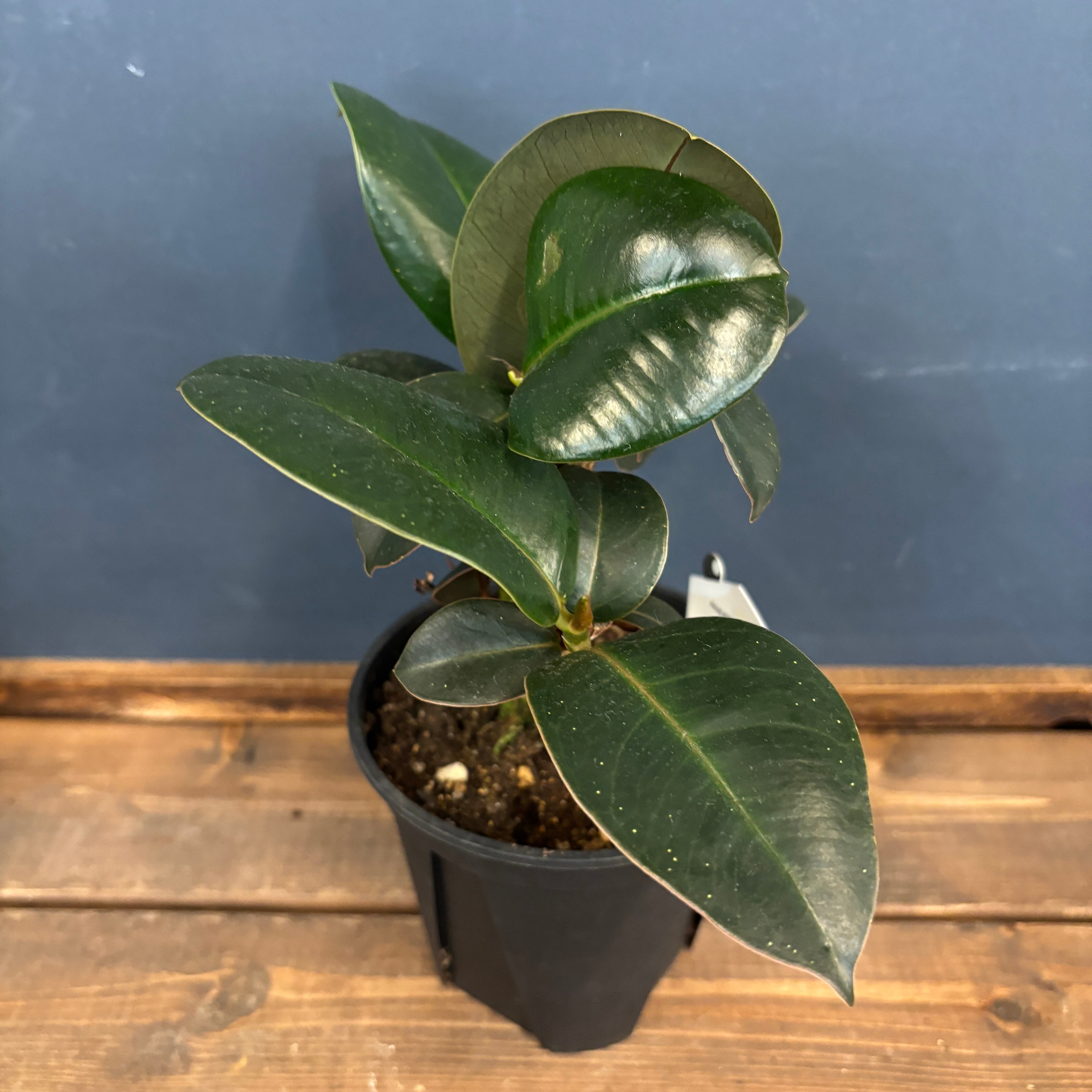 専用出品　蝶草@プロフ一読/断捨離中様 楽天市場】藤原産業 セフティ-3 草刈チップソー 翠虎・刈 255