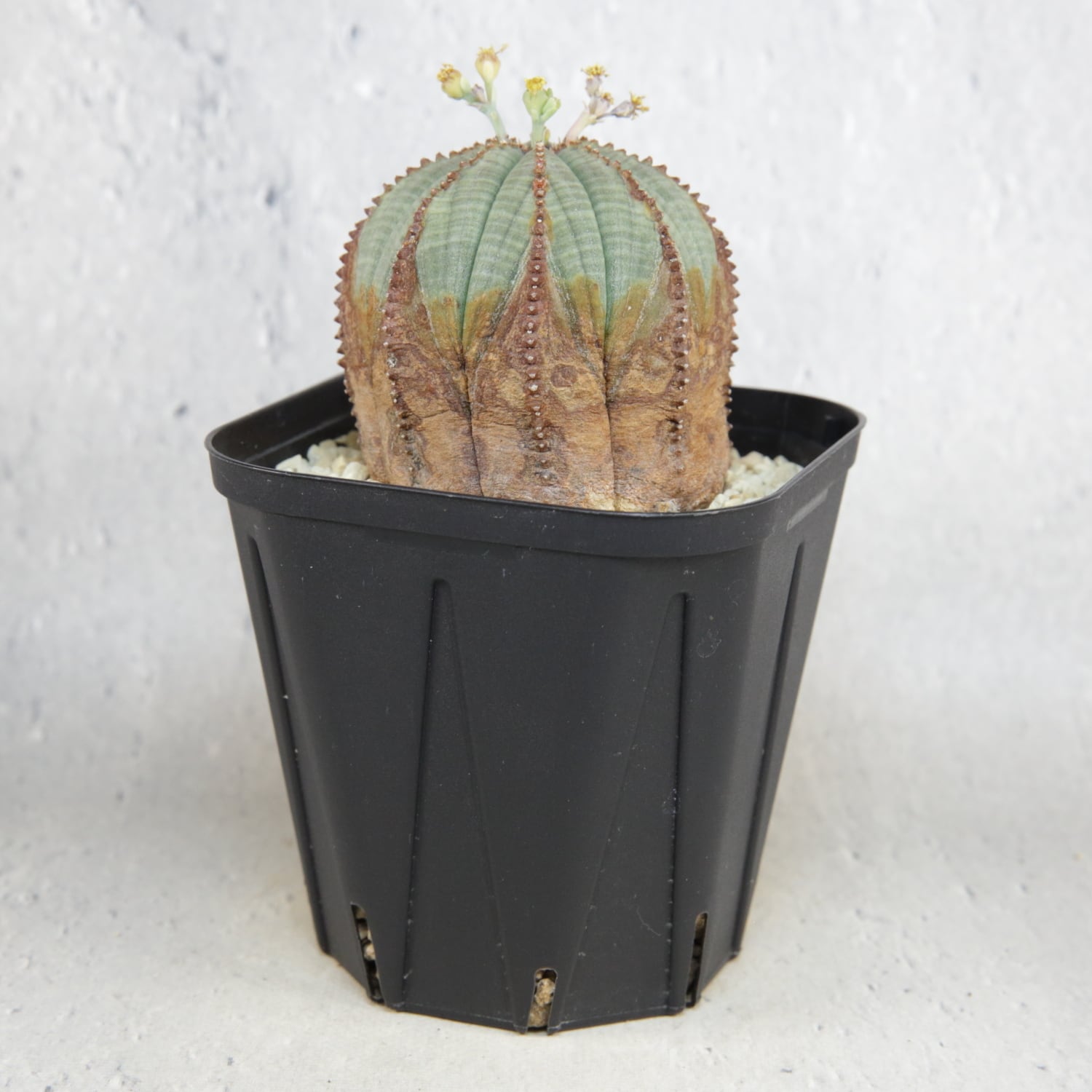 ユーフォルビア　オベサ　美株　オス オス株 美模様 木質化 オベサ / ユーフォルビア | LIGHTHOUSE