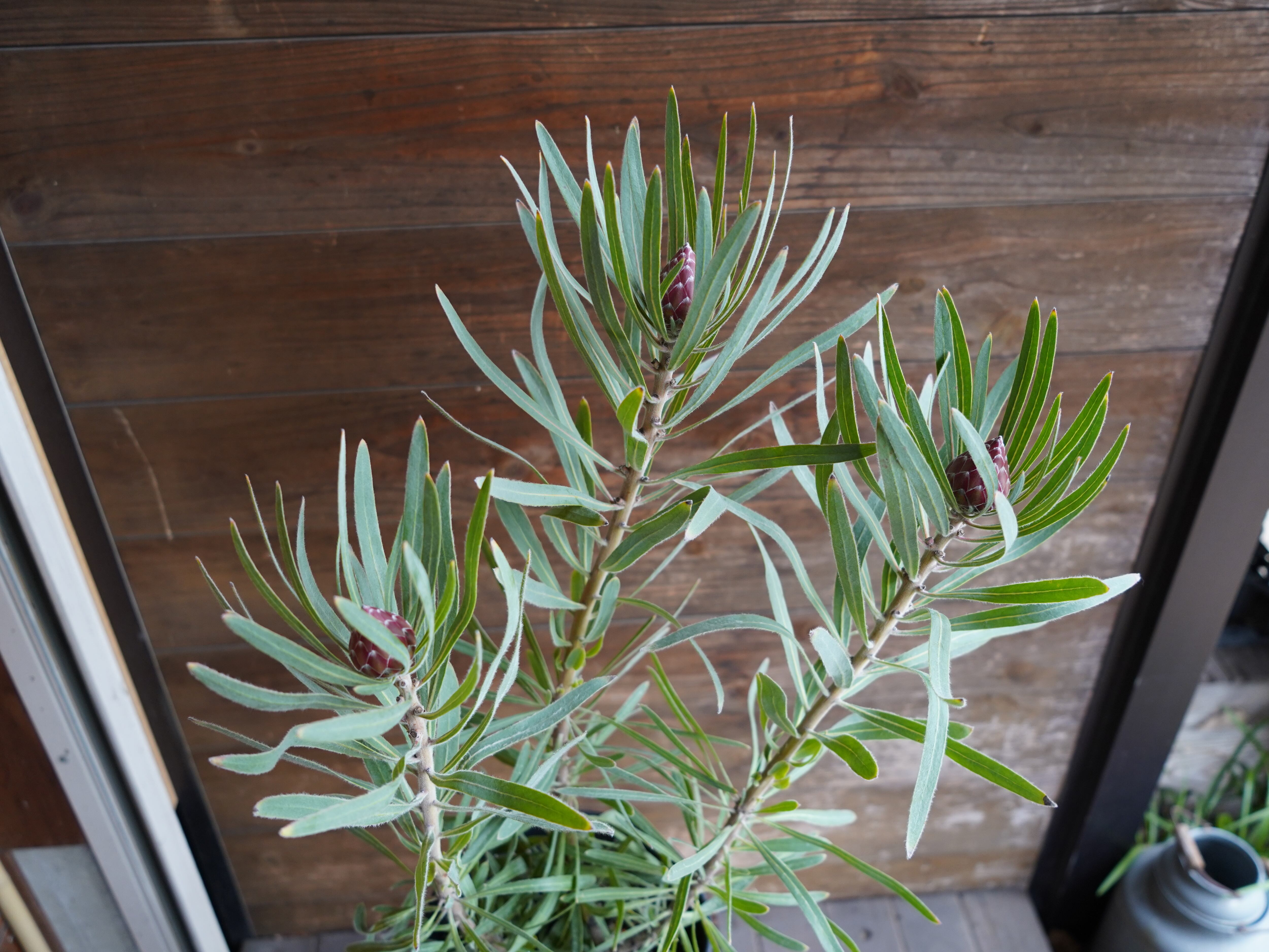 【現物】プロテア ”エクリプス” B