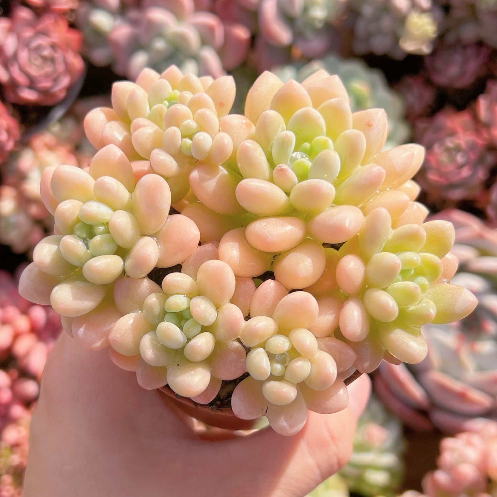 現品　Daphne x ロココ#006　群生　るる農園