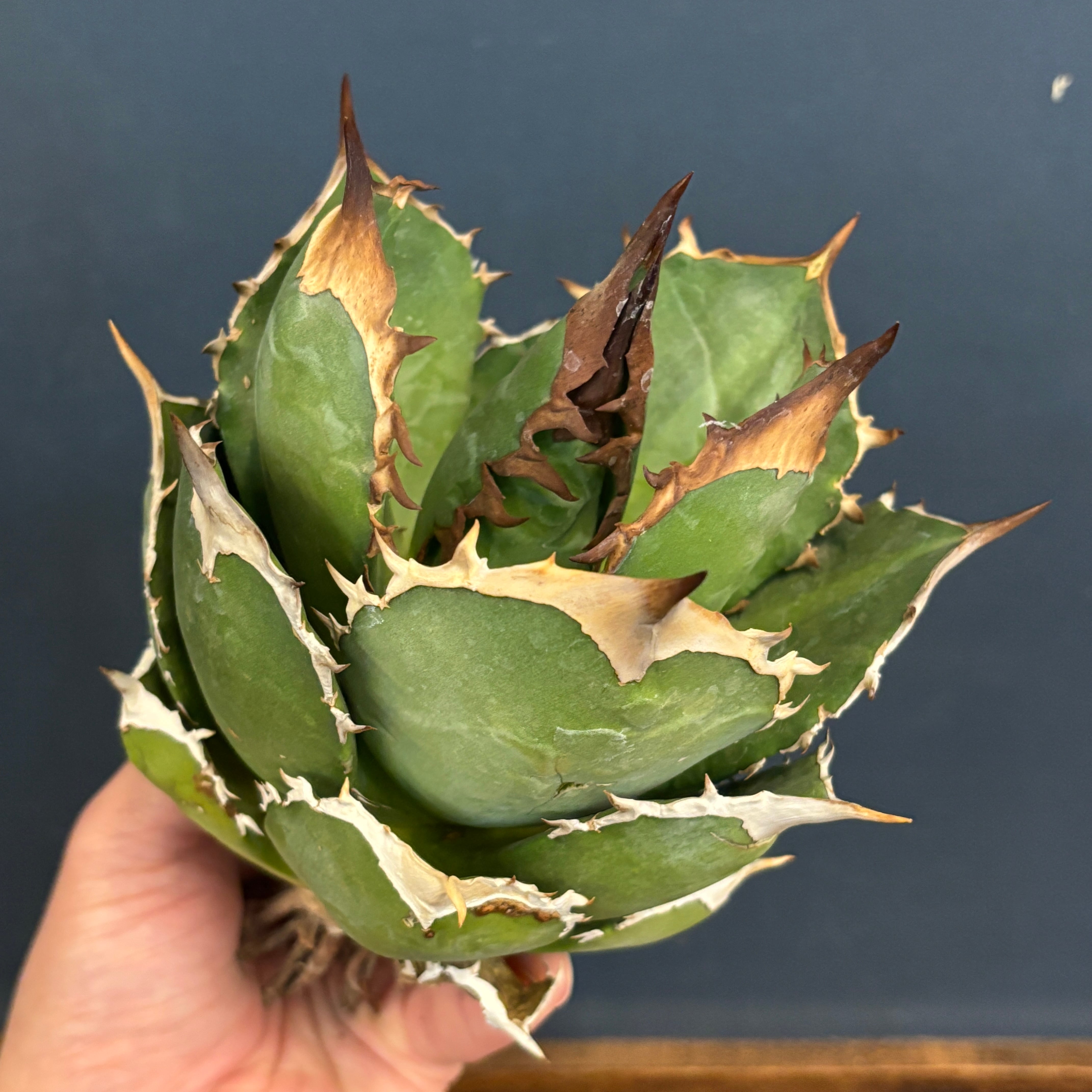 現品】2026年 CHAMさんアガベ イラン株福袋 30,000円 | PROTOLEAF