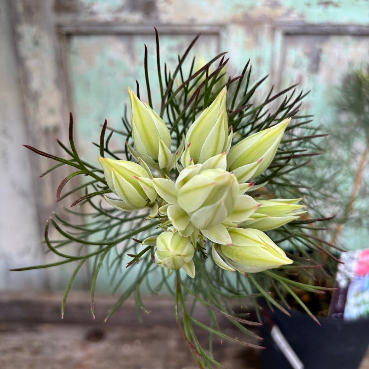 ジョーイセルリア ブラッシングブライド③ | 沼ノ上農園