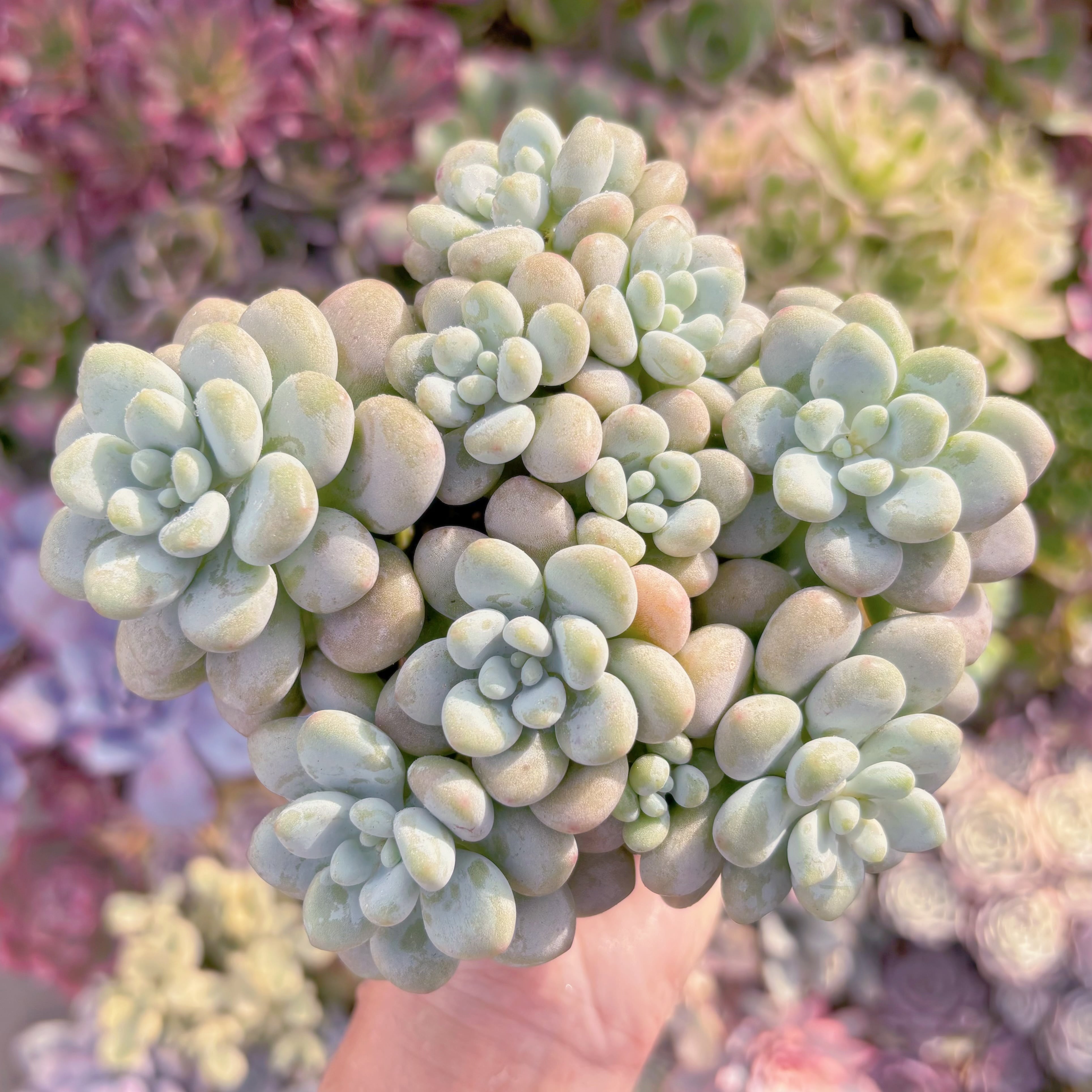 現品　ぎょぽぽ#D08　大群生直径約15cm　新入荷　るる農園