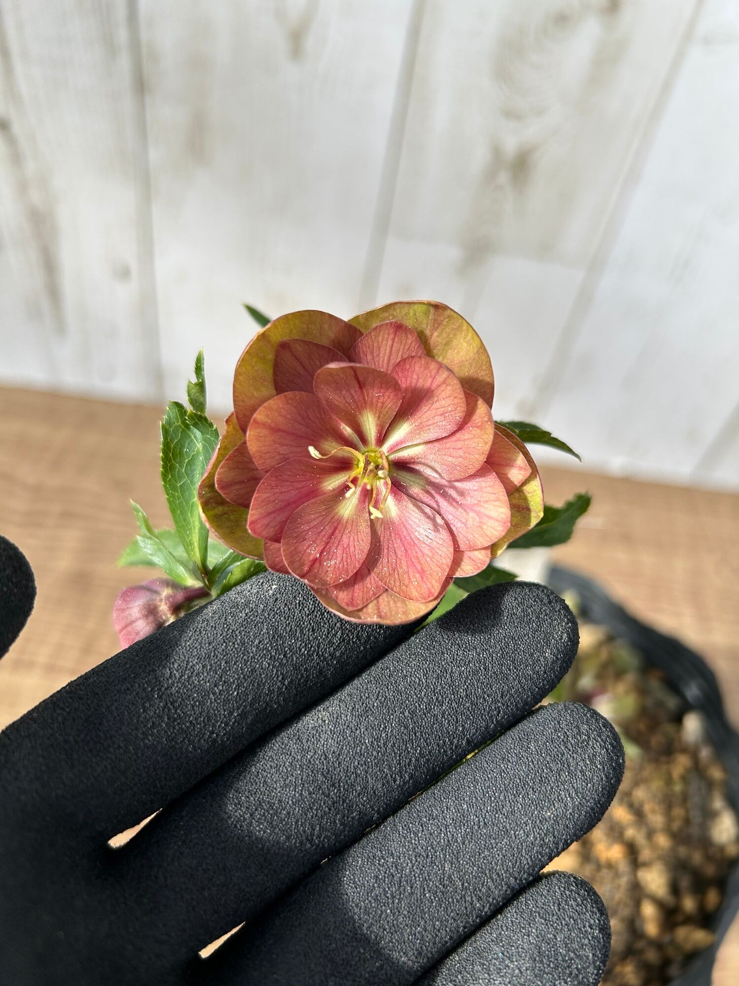 ≪EC≫クリスマスローズ（加藤農園）ディオーネ CR-KT039 [サイズ: 4.5