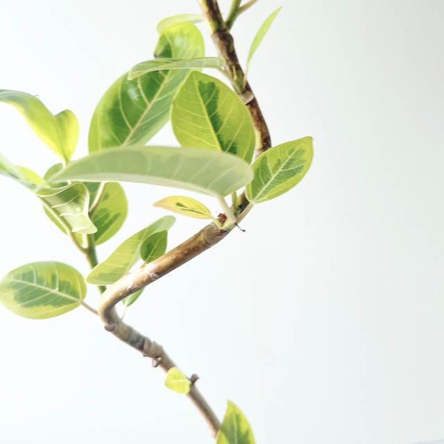 《人気》フィカス アルテシマ 曲がり Sサイズ 観葉植物 calm cafe