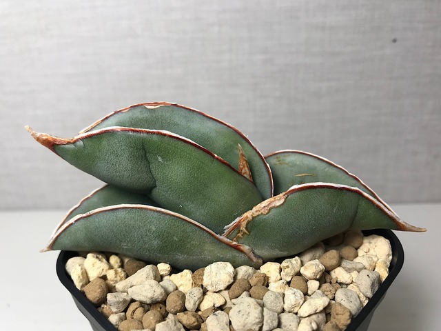 サンセベリア エーレンベルギー バナナ