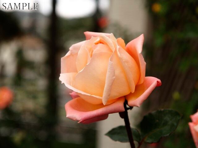 薔薇　夢想  JPEG