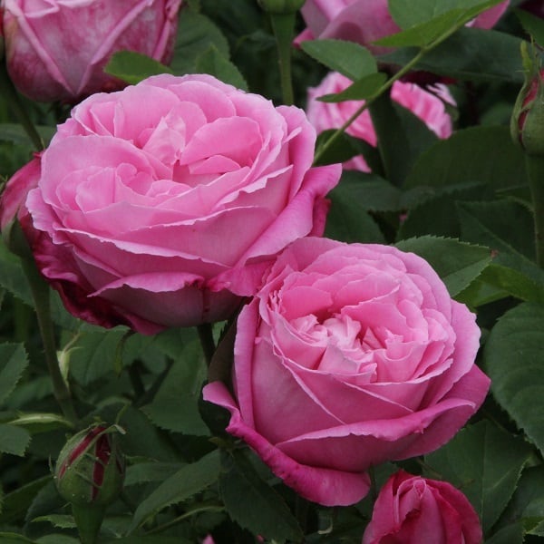 ミセス ジョン レイン | 天空のバラ園(無農薬バラ苗・花苗・クレマチス