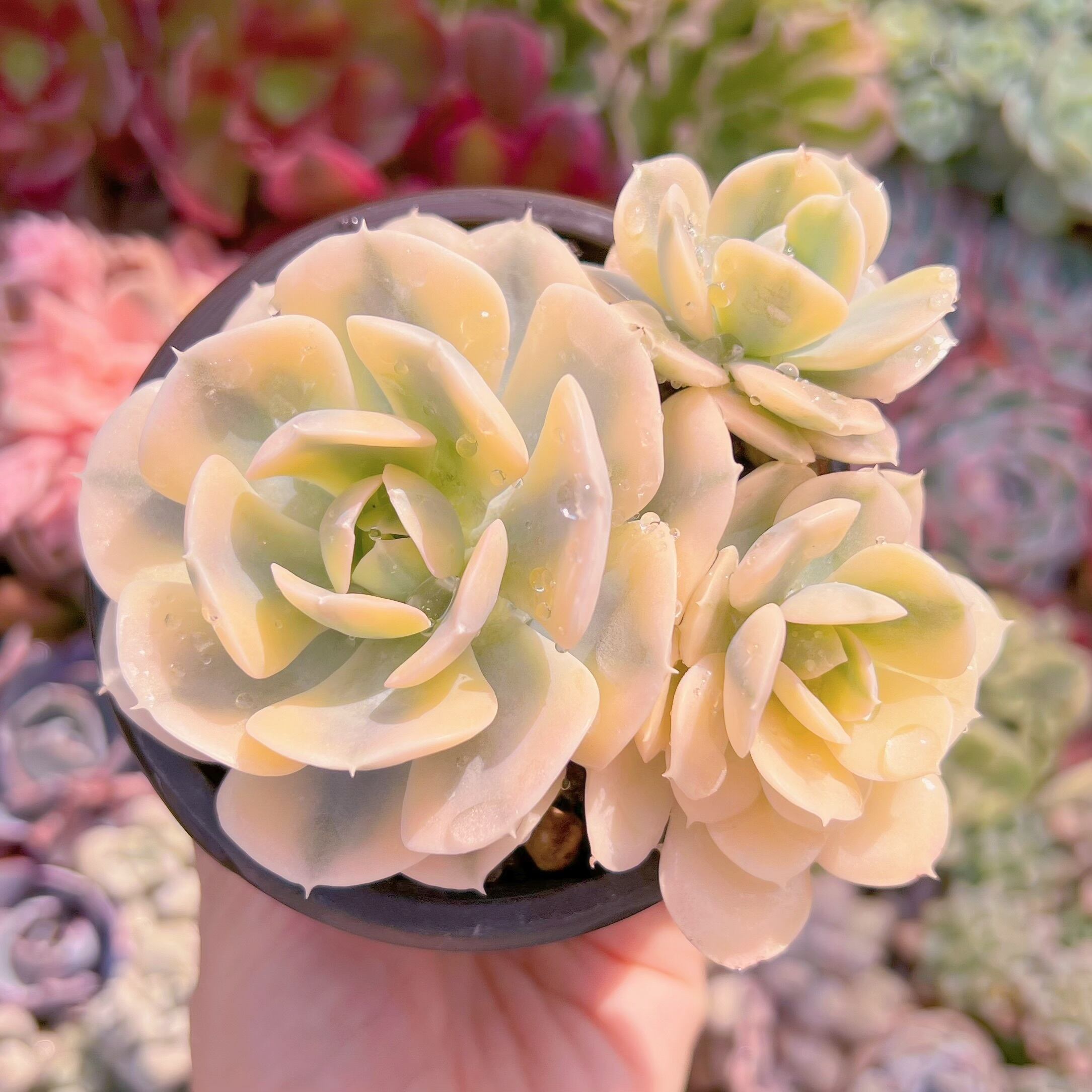 現品　ルヨンニ錦#736　群生　るる農園