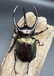 【WD】《ミンダナオアトラスオオカブト マラグサン産 96mm ペア》