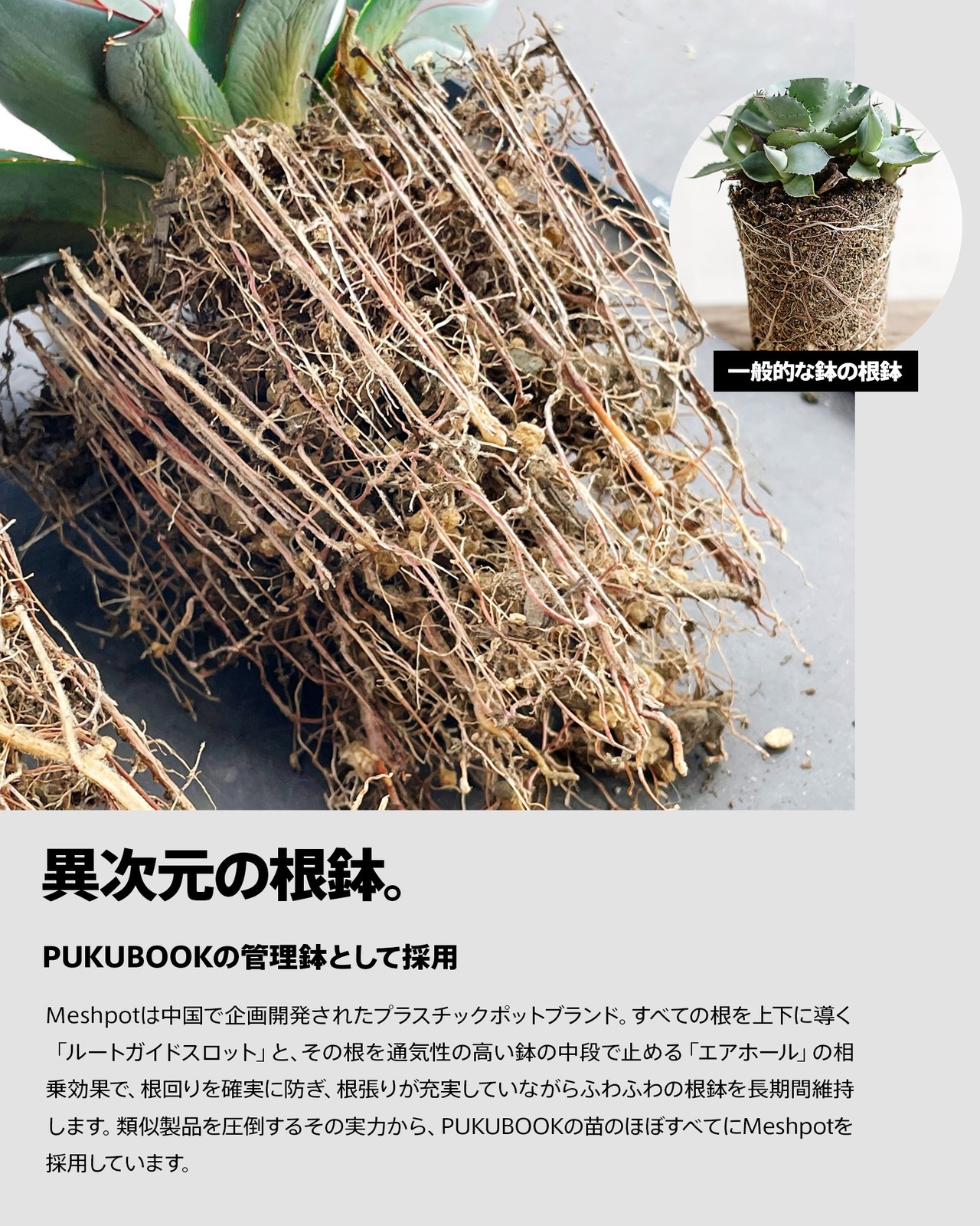 Meshpot STANDARD 6cm ブラック