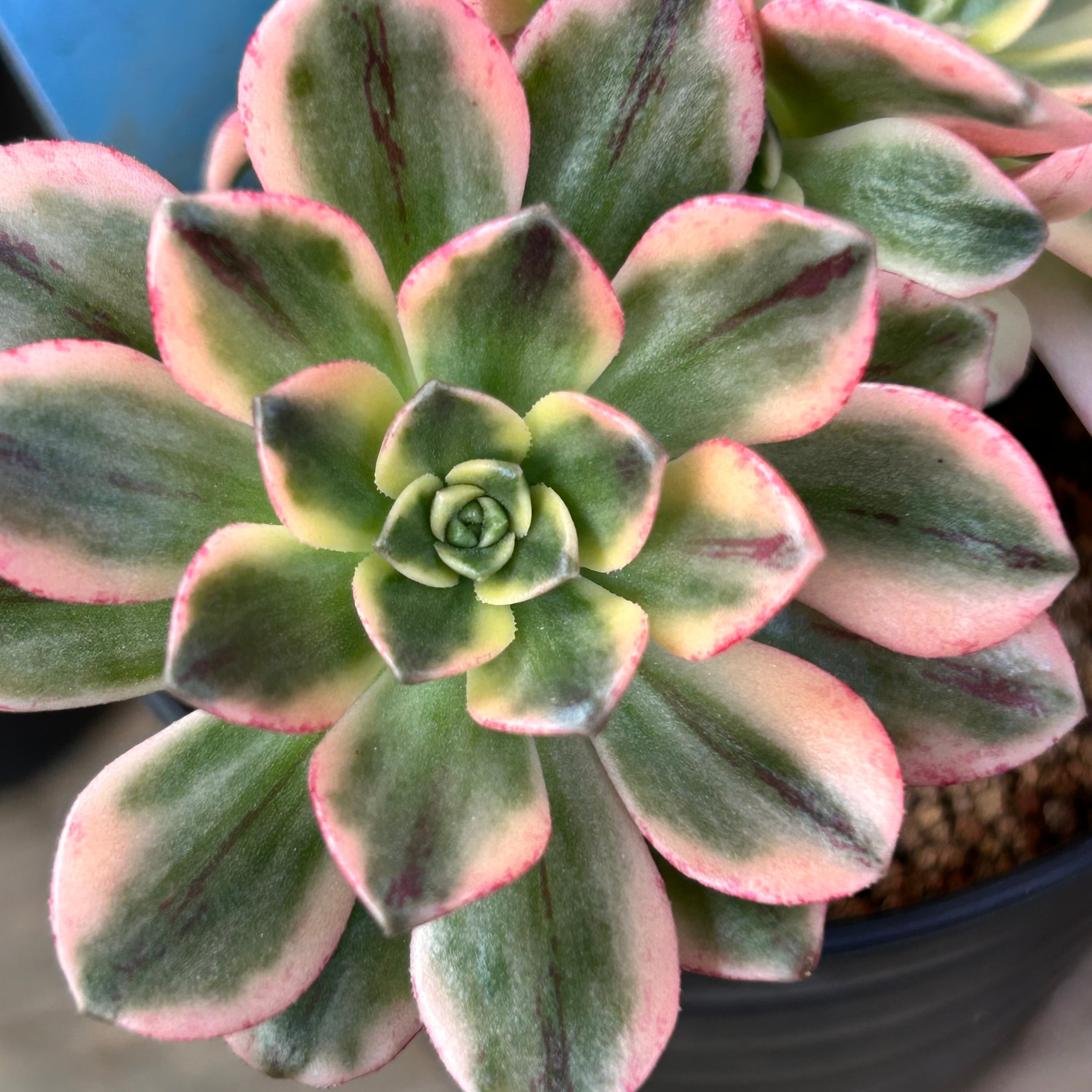 11#多肉植物アエオニウム錦❤️ブロンズメダル錦❤️9大頭22cm 拔き苗 11#多肉植物アエオニウム錦❤️ブロンズメダル錦❤️9大頭22cm 拔き苗