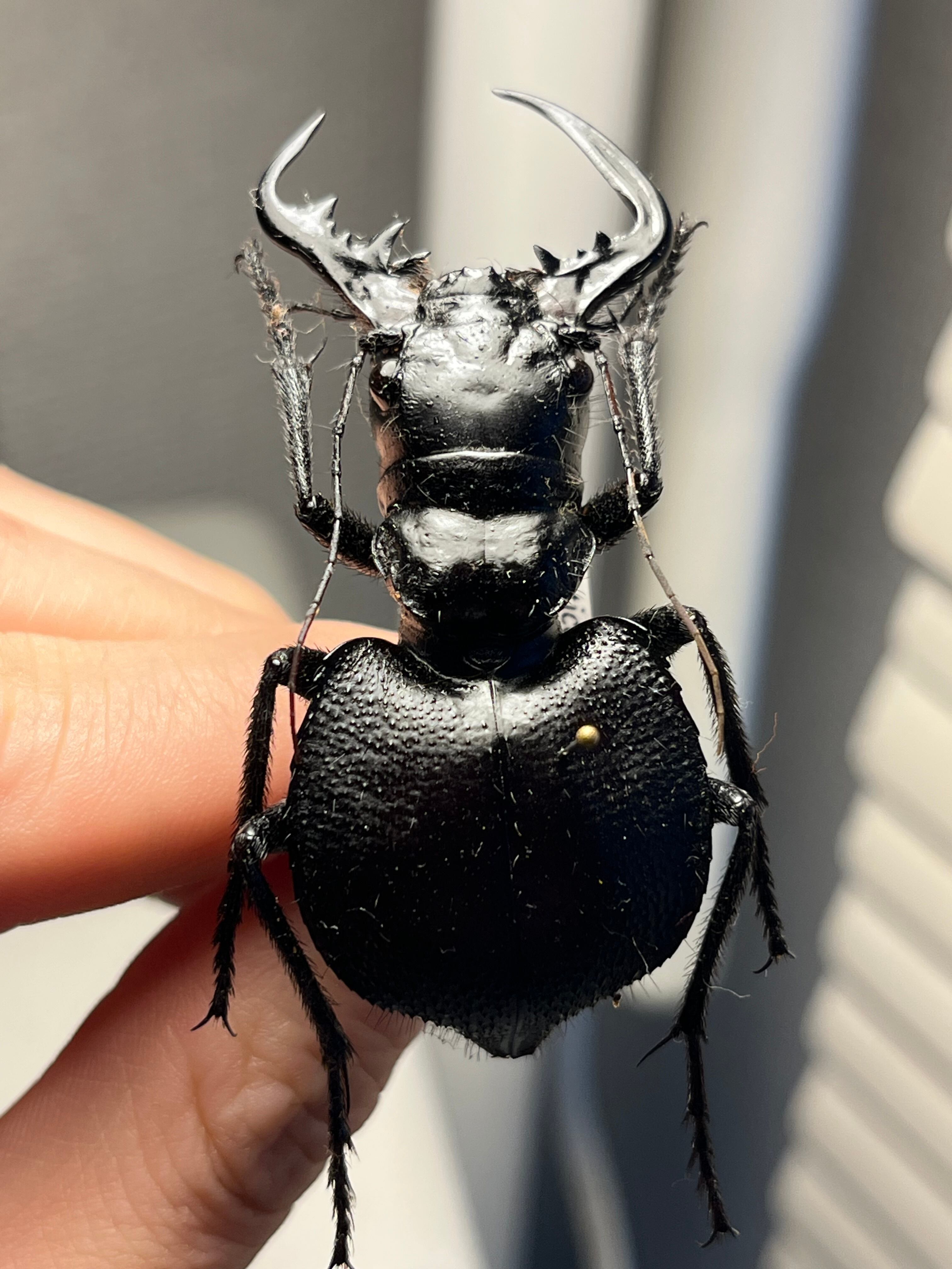 美麗♀】オオエンマハンミョウ Manticora タンザニア産 昆虫標本