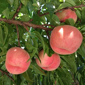 【幻の桃】まなみ ３㎏（8ｰ10個） ＜ 8月中旬頃の限定品♬＞ Peach "Manami"