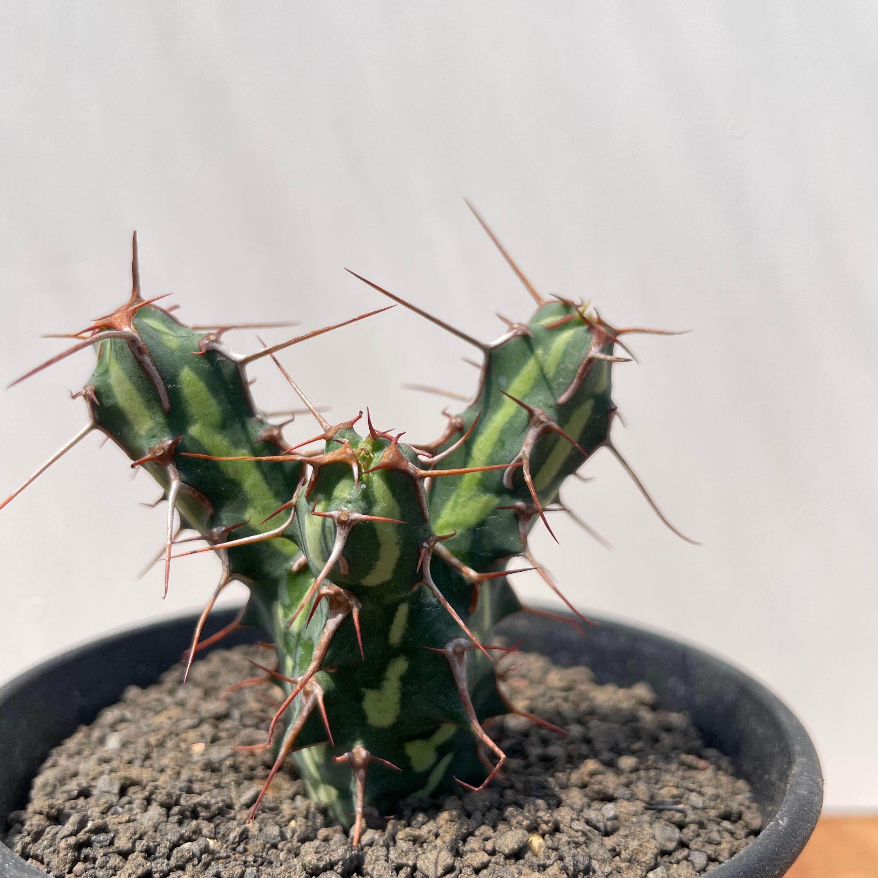 Euphorbia kalisana【ユーフォルビア・カリサナ】 | RIMO'S GREEN