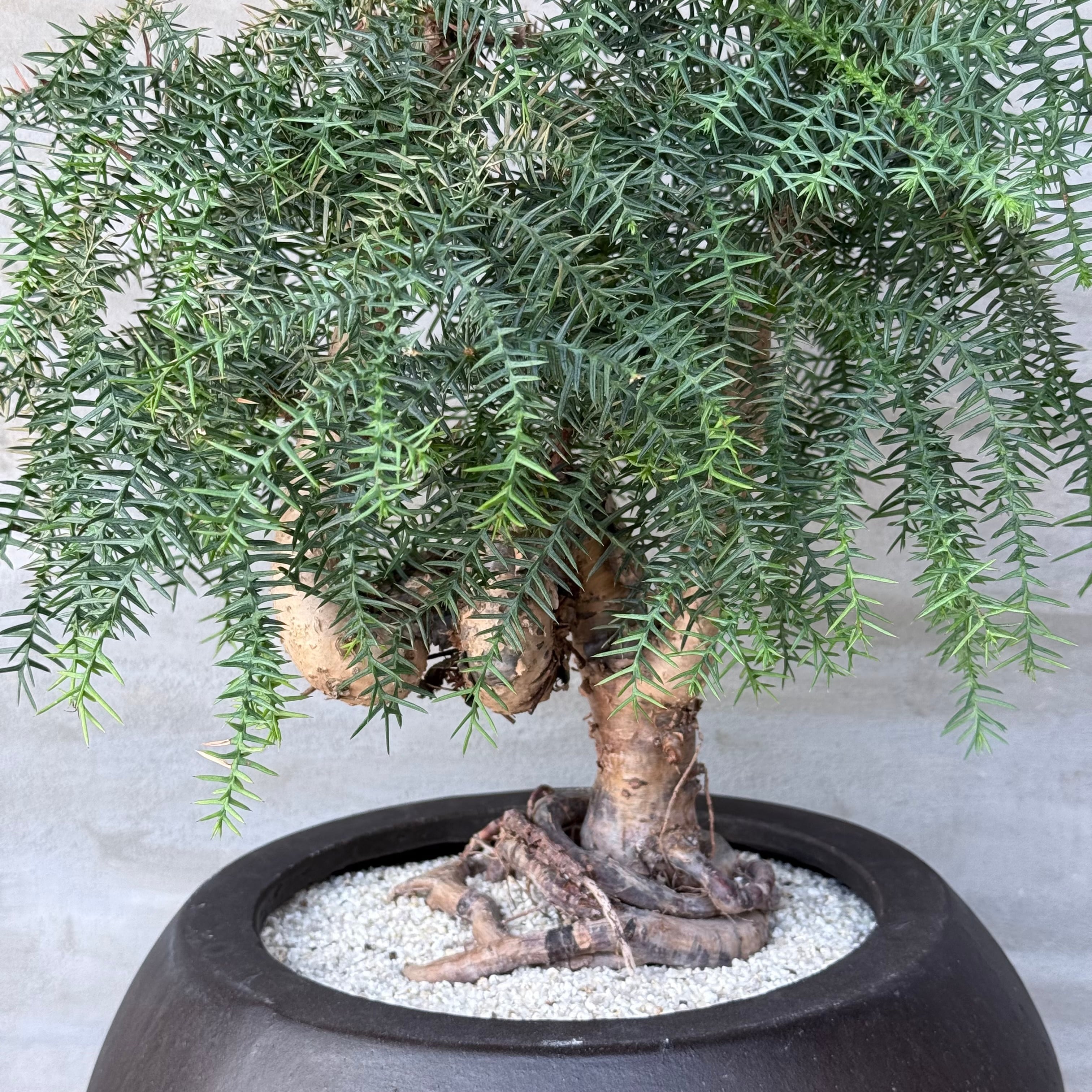 植物 ×鉢】盆栽仕立て ナンヨウスギ Araucaria アローカリア | A-PLANTS
